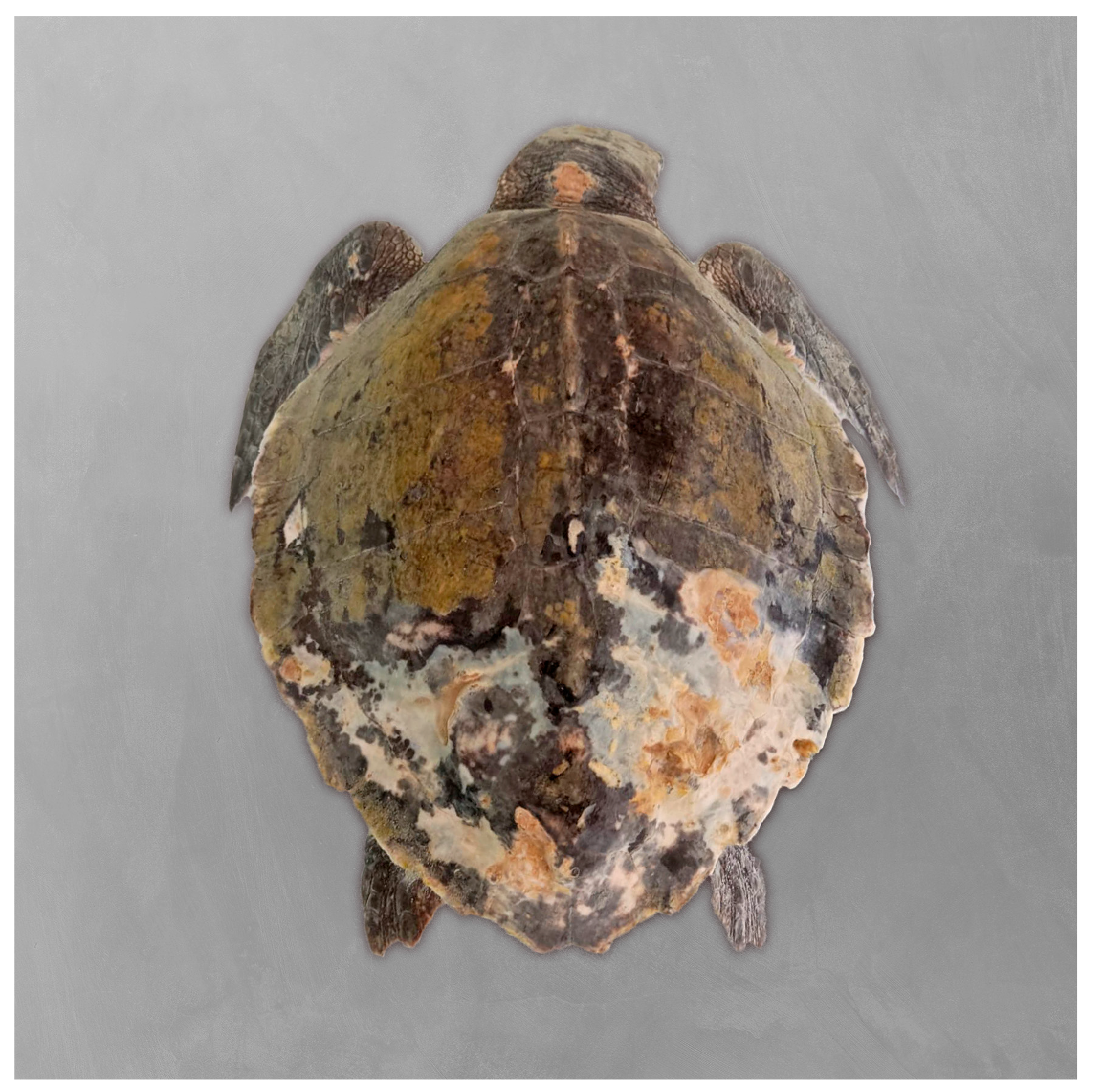 Microorganisms 13 02092 g002