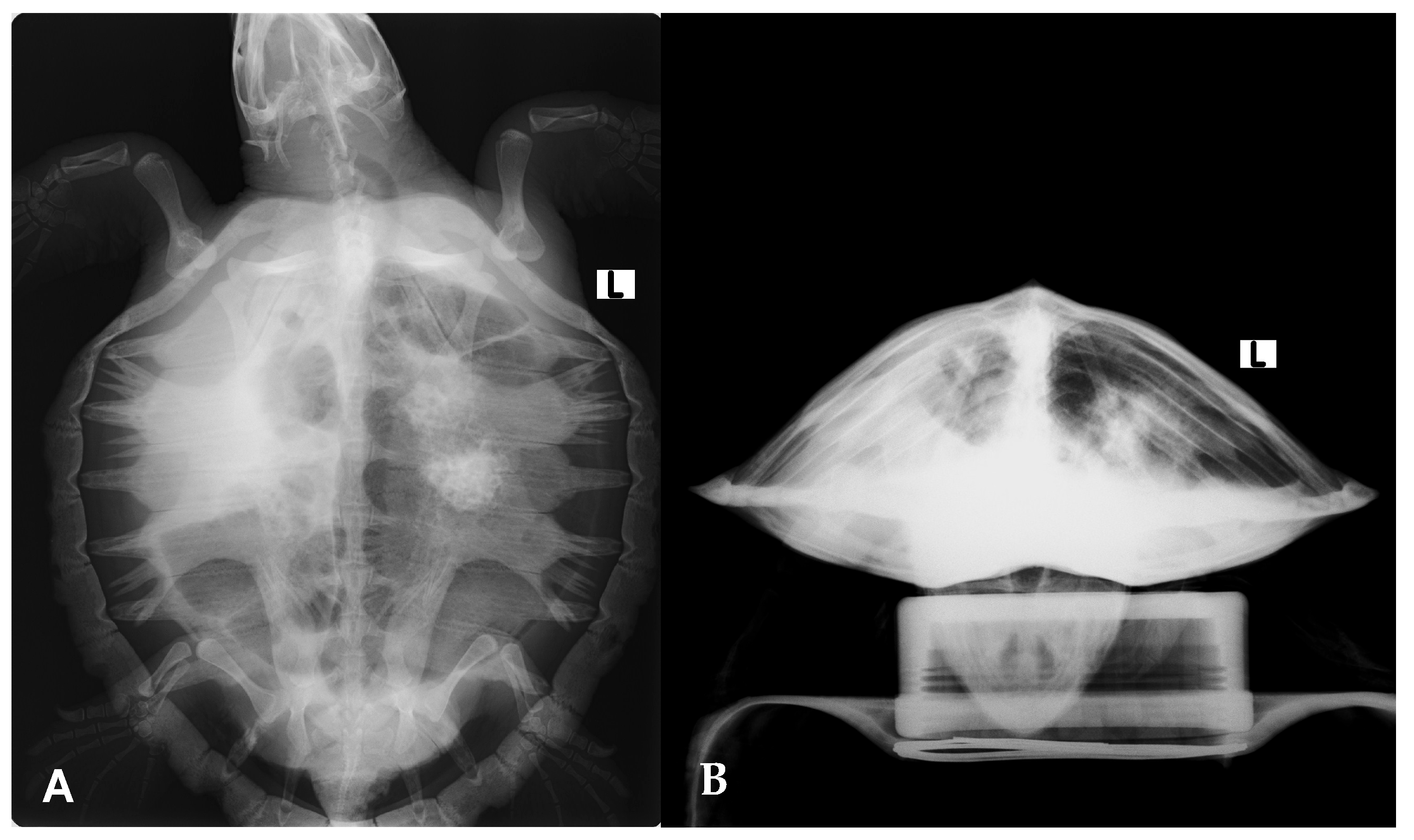 Microorganisms 13 02092 g003