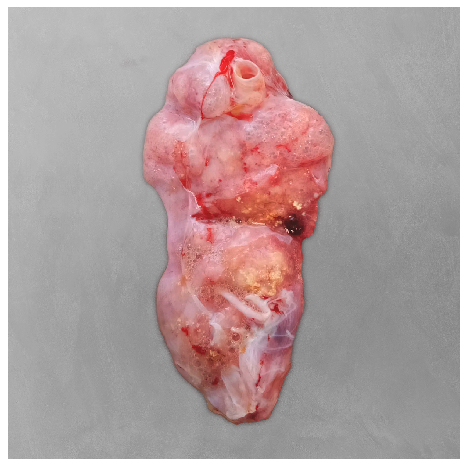 Microorganisms 13 02092 g004