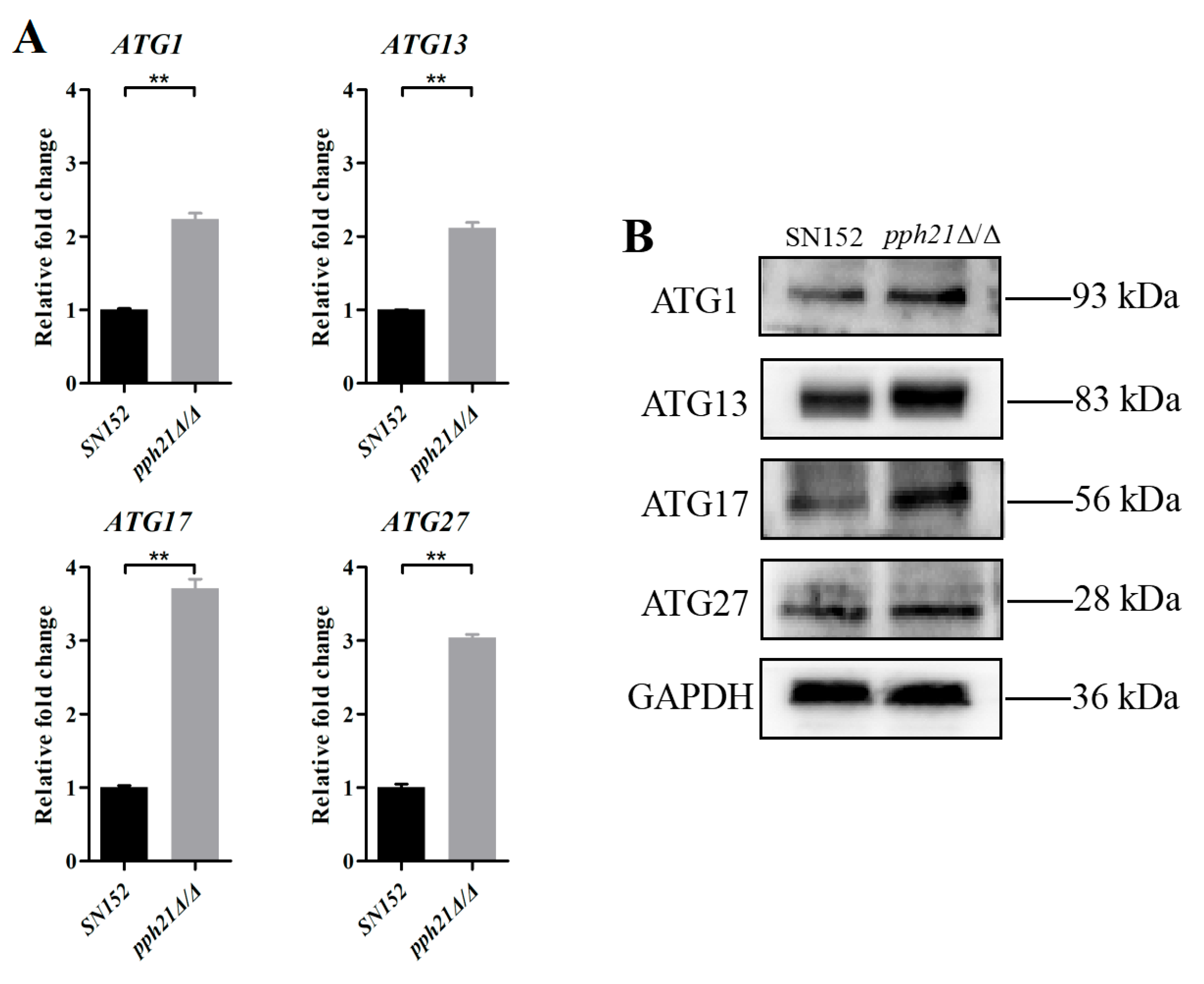 Microorganisms 13 02093 g004