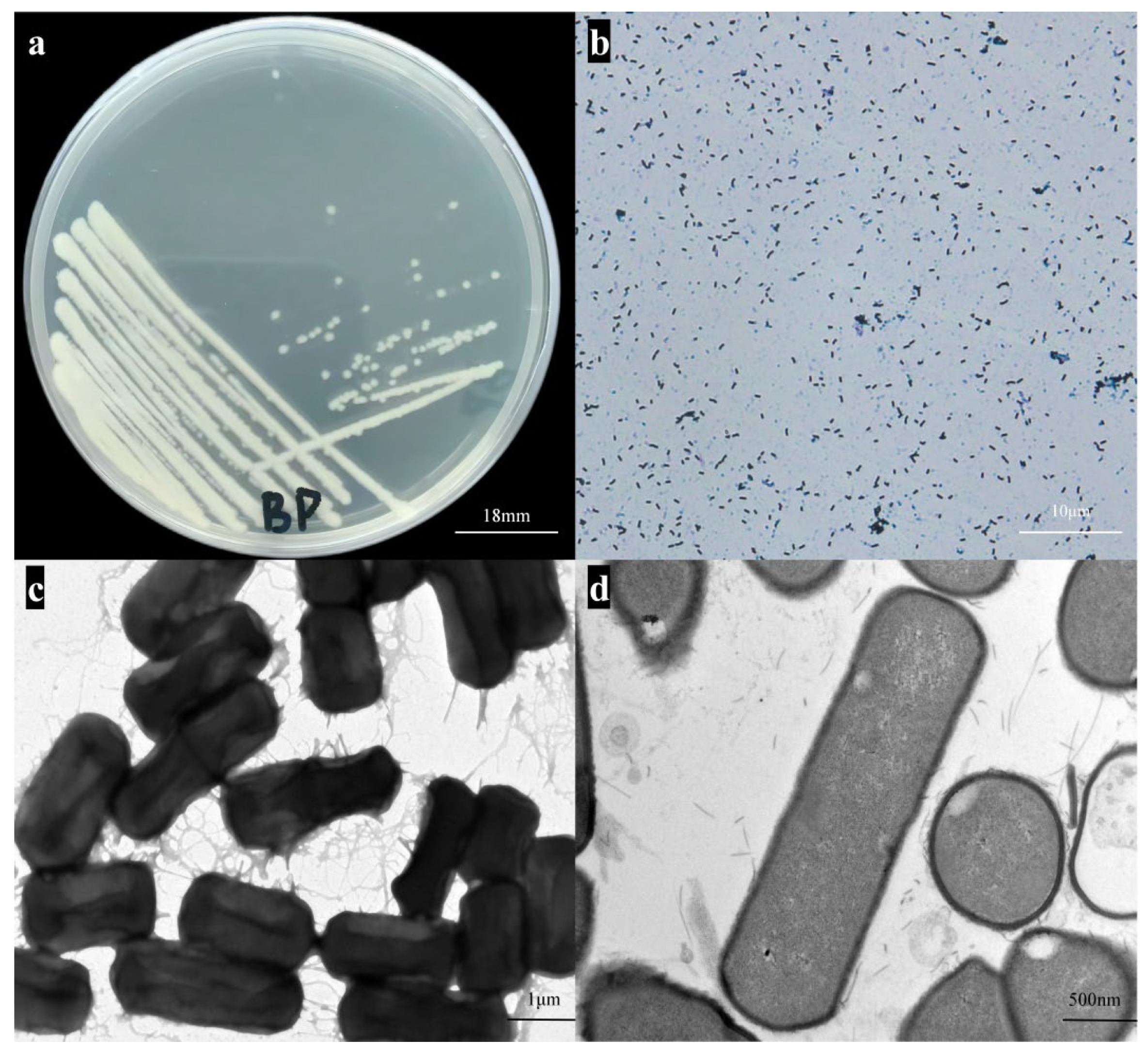 Microorganisms 13 02106 g001