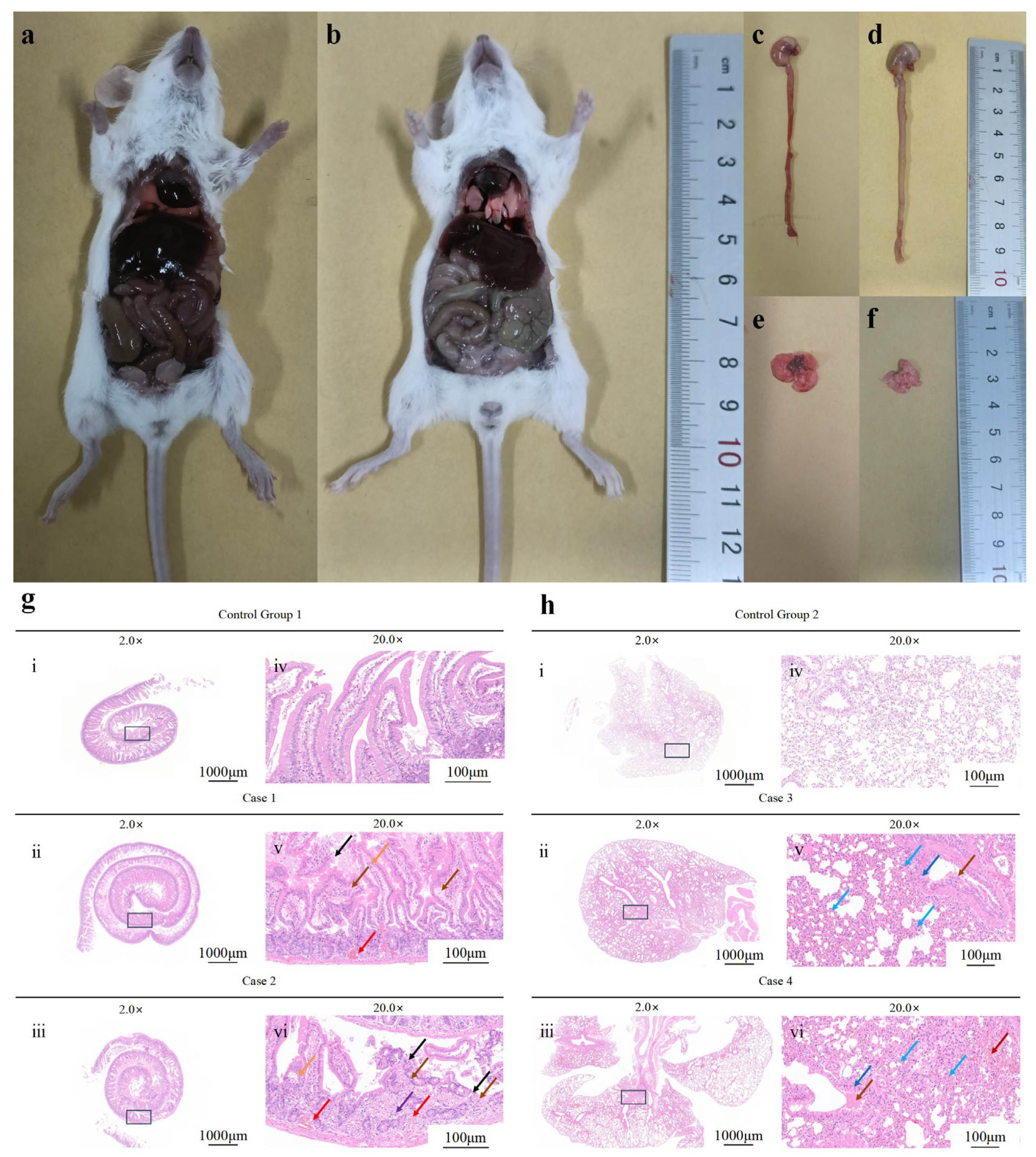 Microorganisms 13 02106 g008