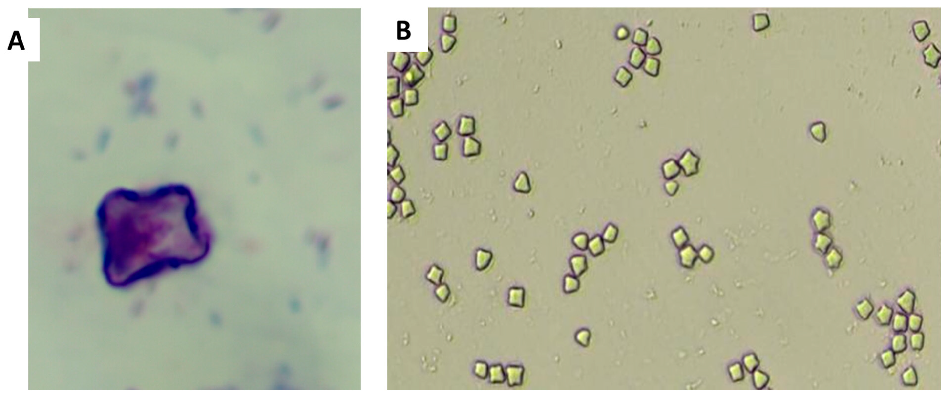 Microorganisms 13 02152 g006