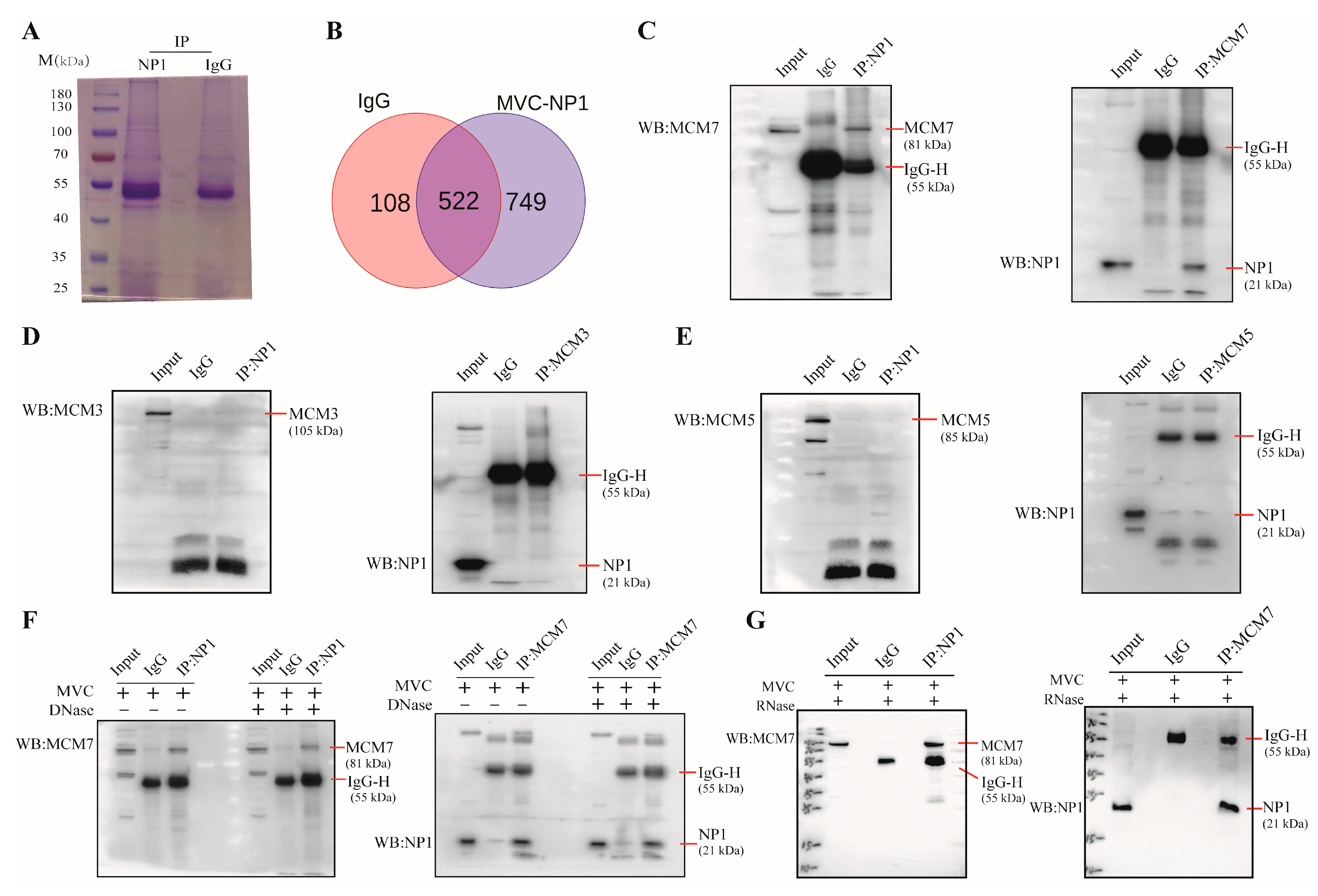Microorganisms 13 02154 g001 Microorganisms 13 02154 g001