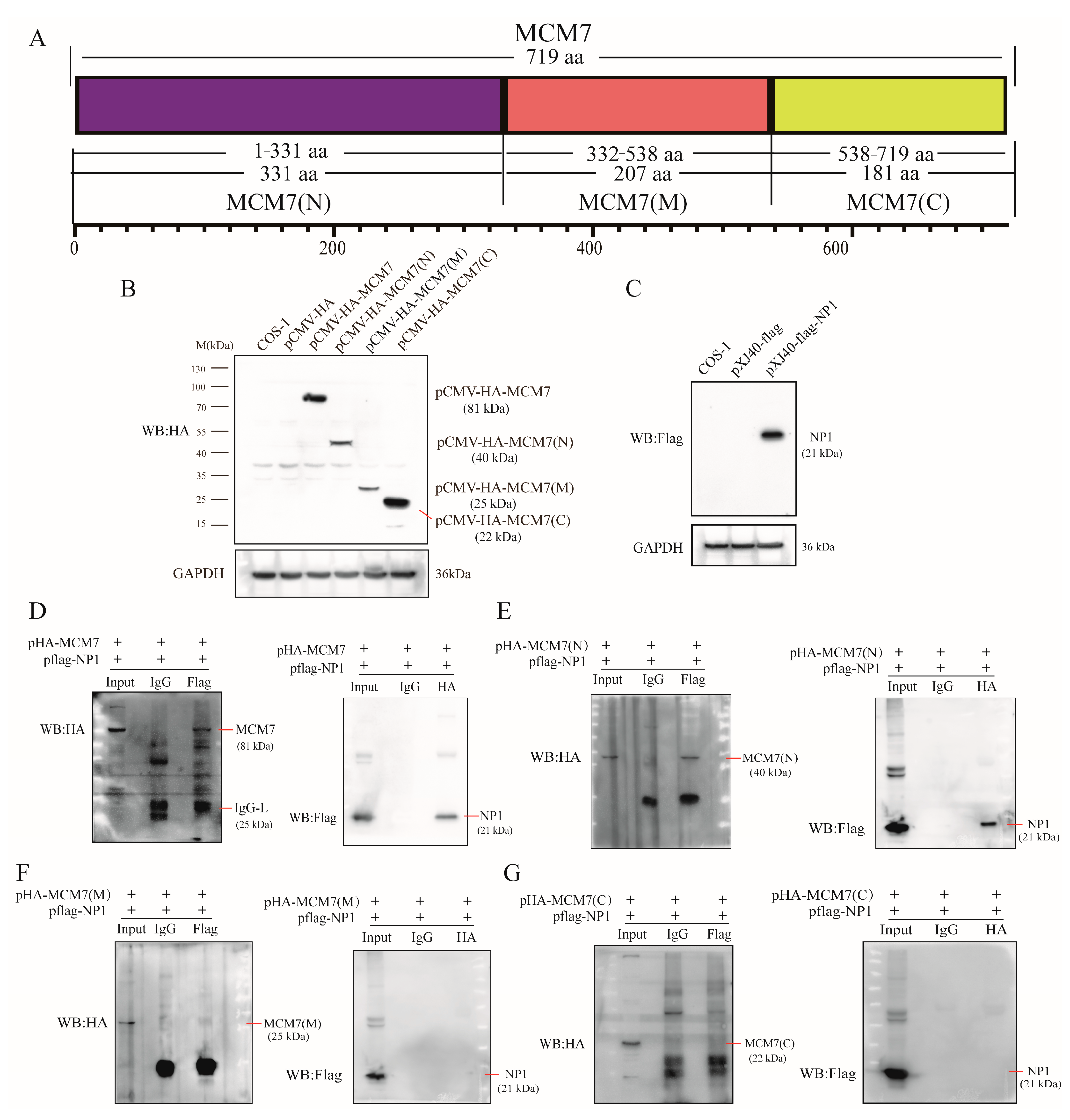 Microorganisms 13 02154 g002 Microorganisms 13 02154 g002