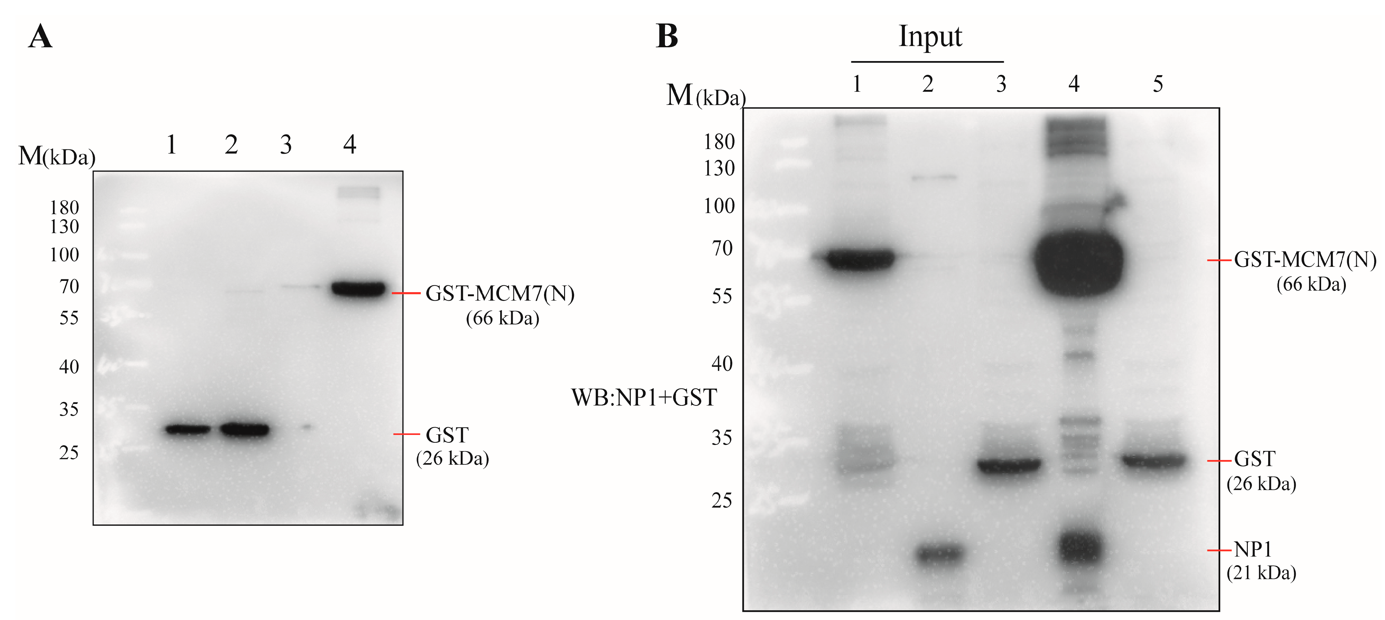 Microorganisms 13 02154 g003 Microorganisms 13 02154 g003