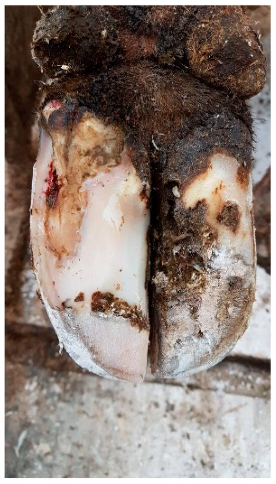 Microorganisms 13 02159 g001