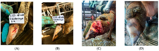 Microorganisms 13 02159 g002