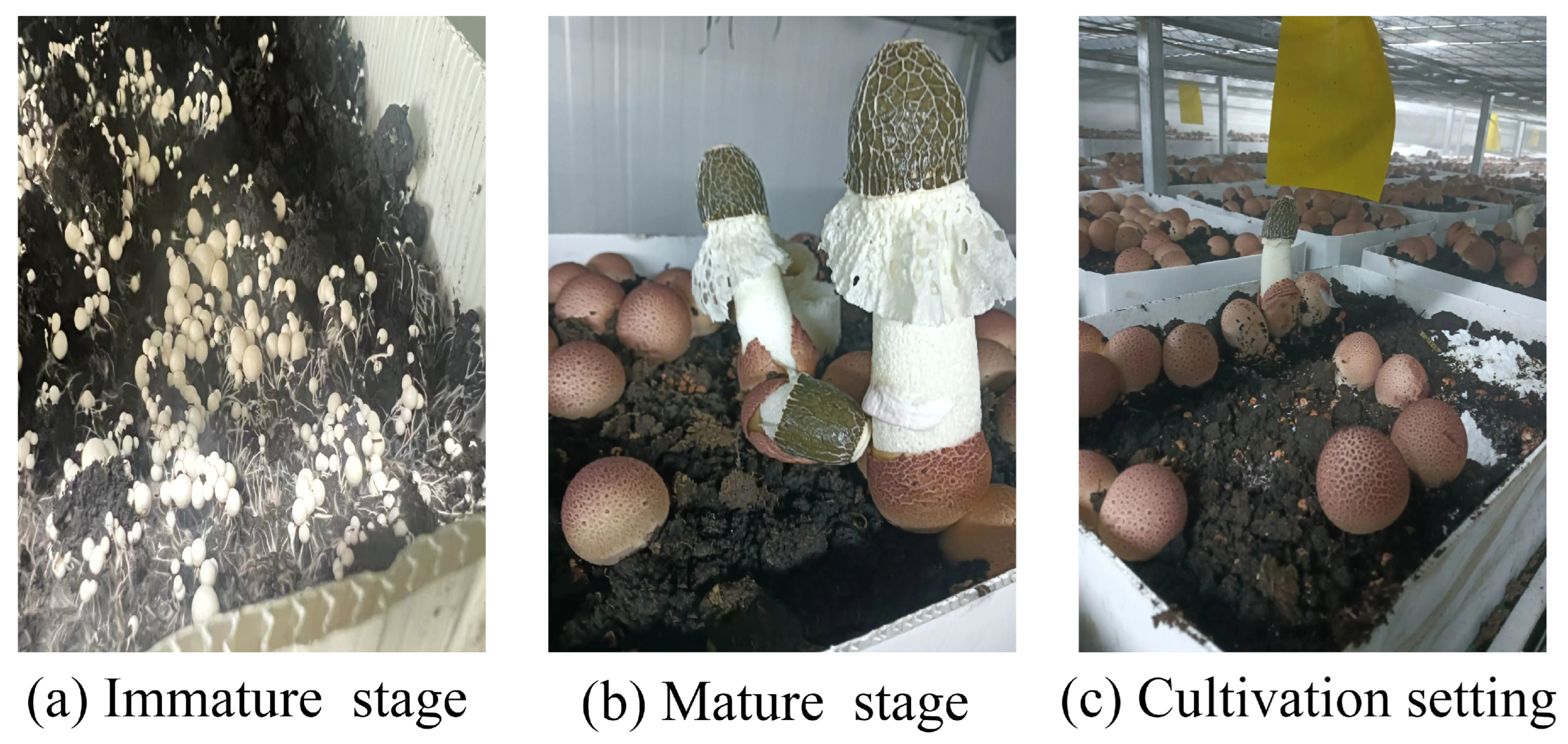 Microorganisms 13 02186 g001