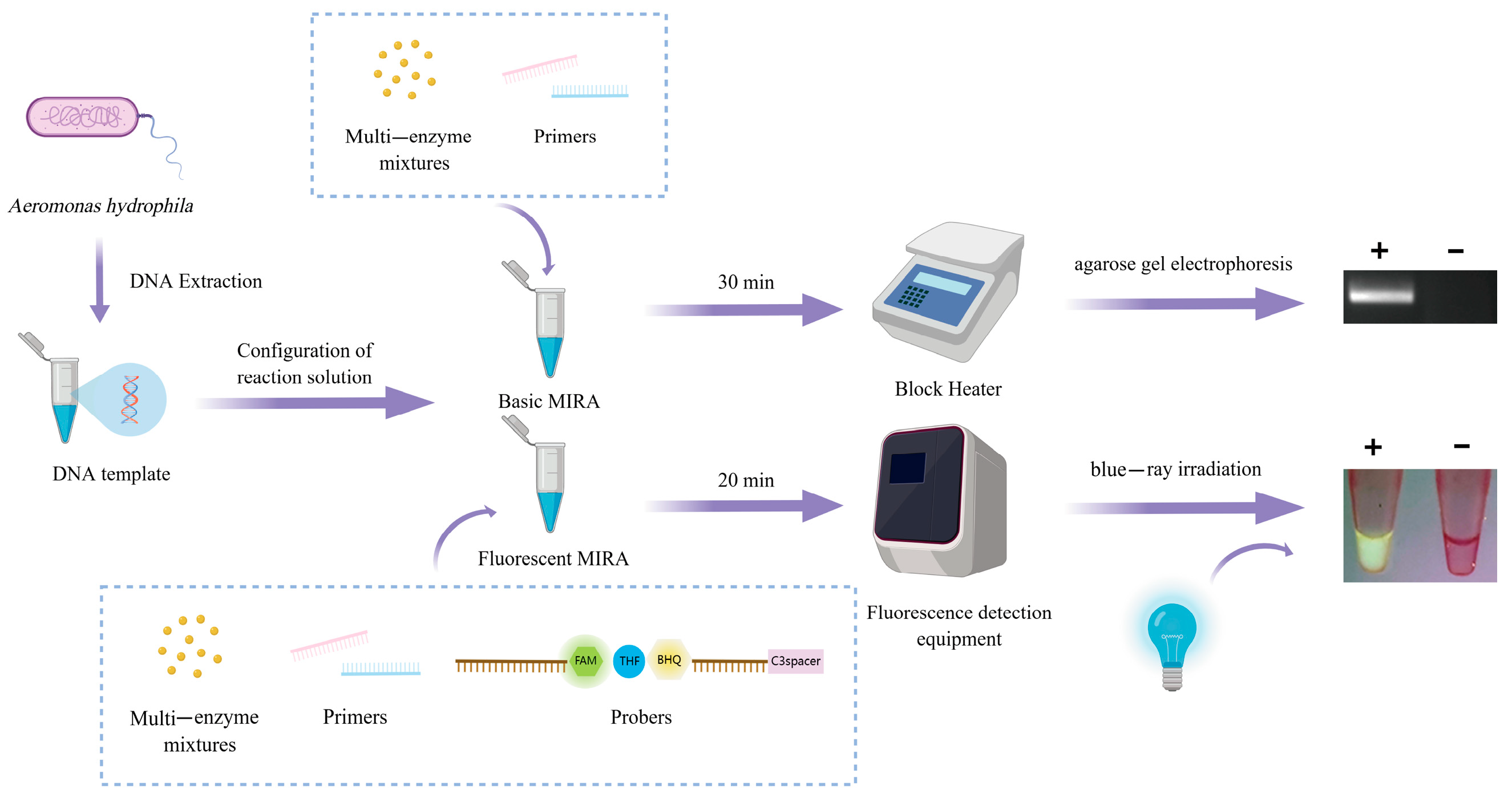 Microorganisms 13 02191 g001 Microorganisms 13 02191 g001
