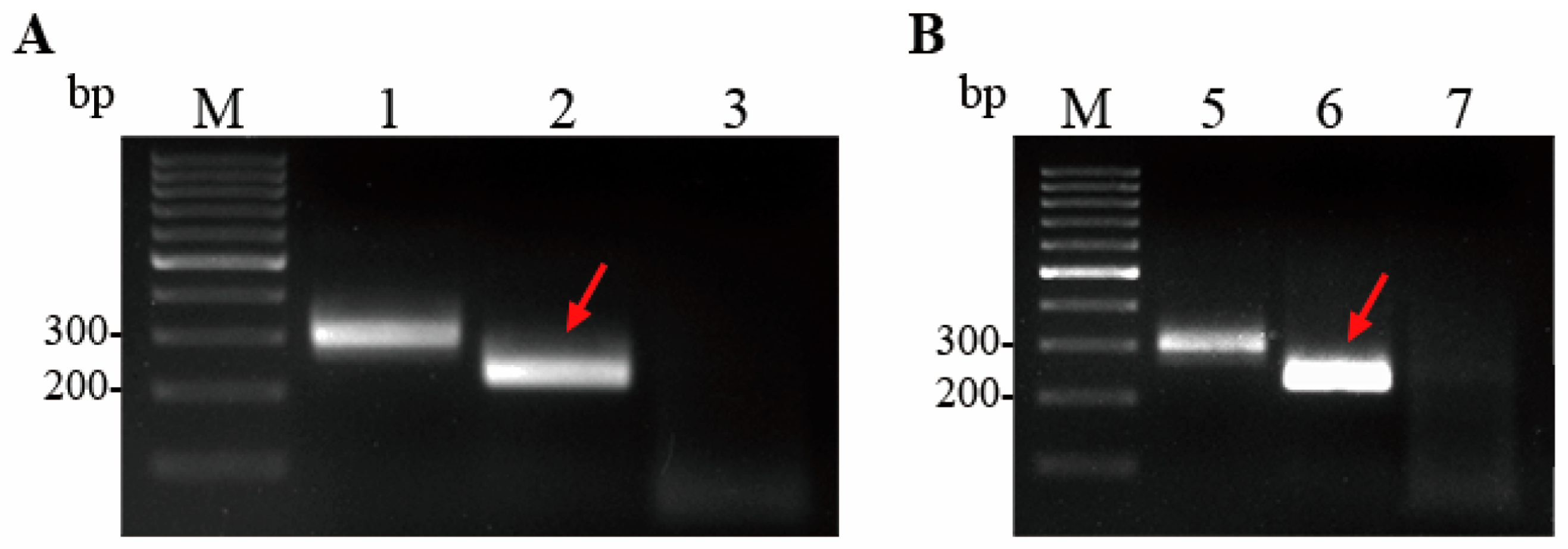 Microorganisms 13 02191 g002 Microorganisms 13 02191 g002