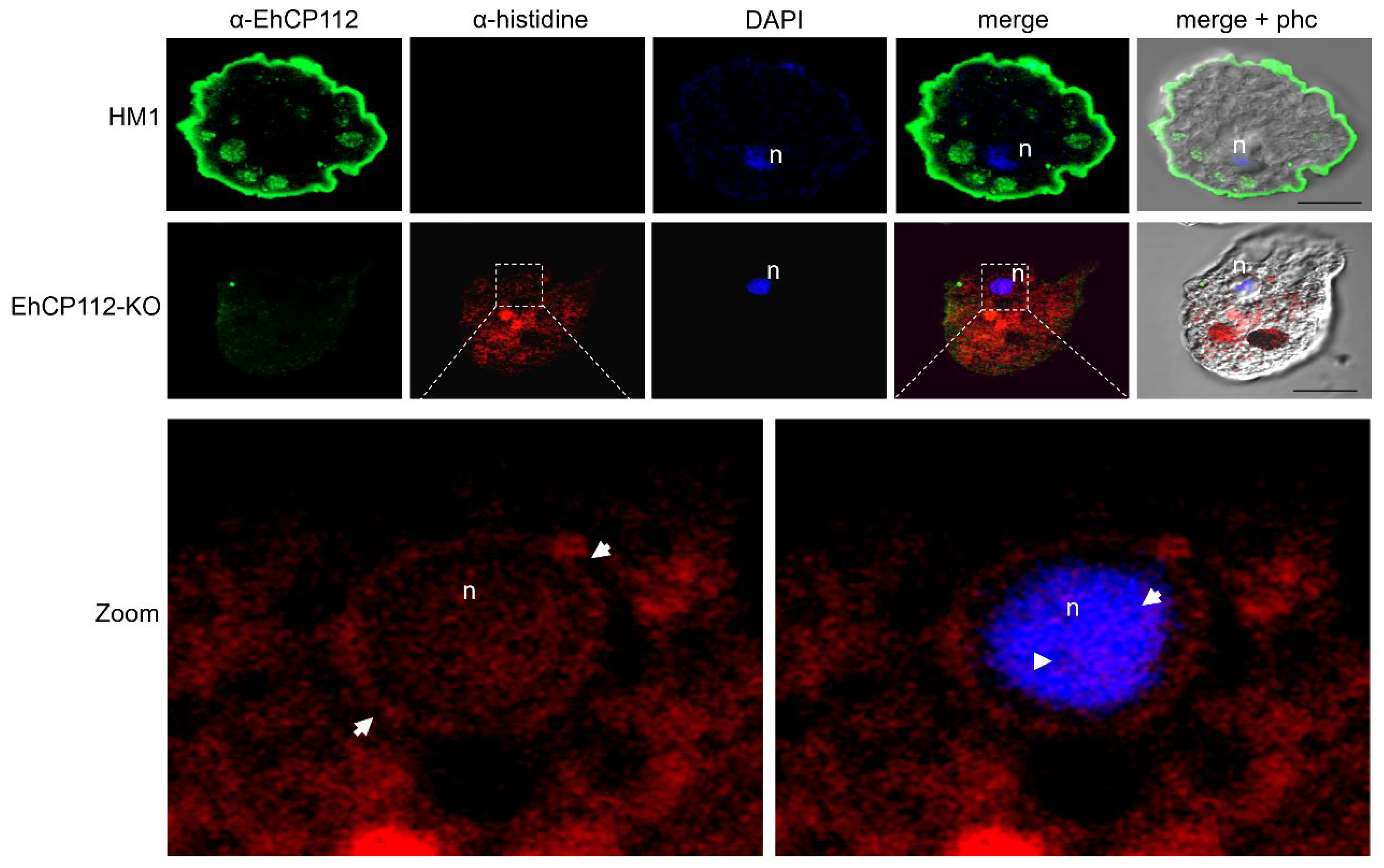 Microorganisms 13 02219 g004