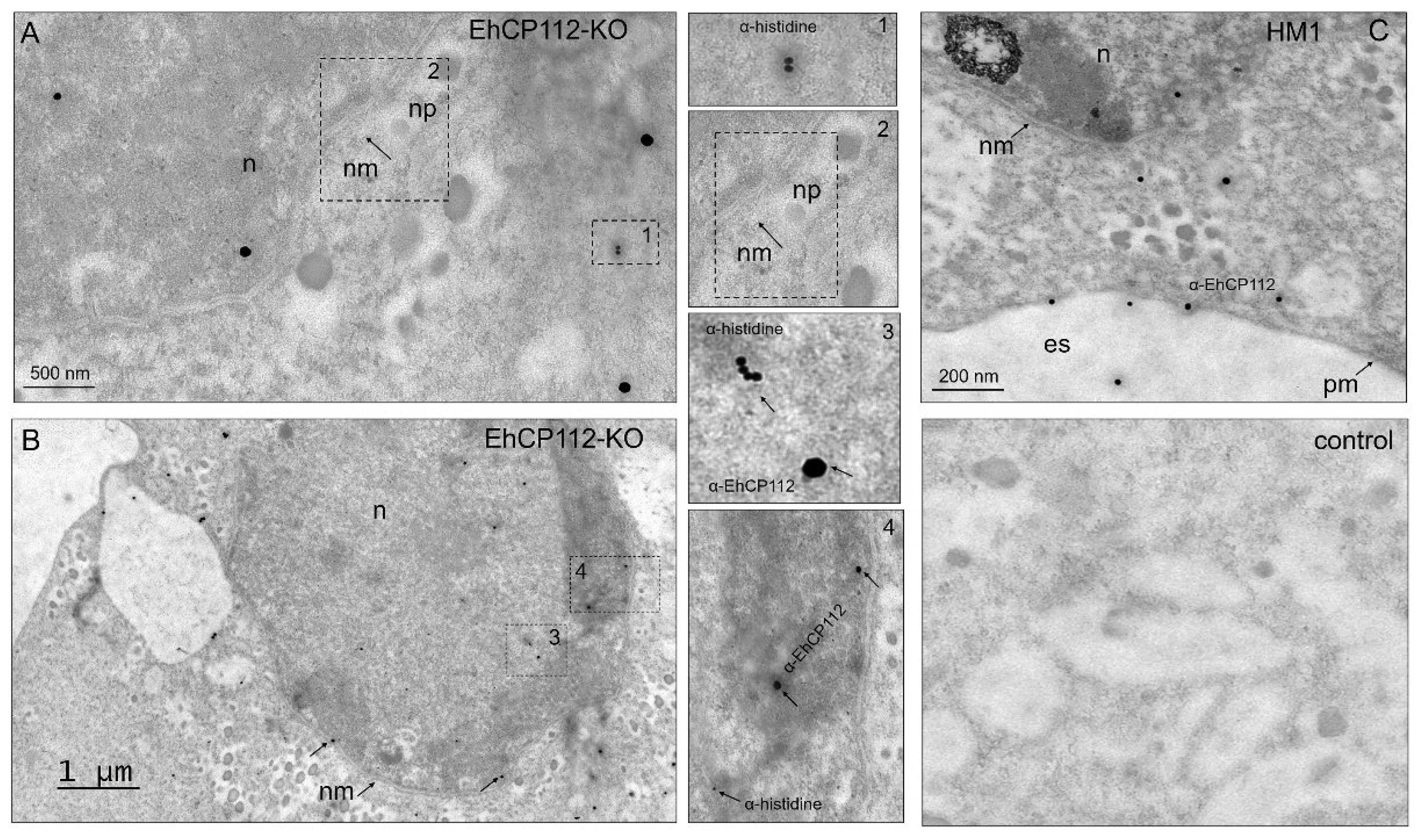 Microorganisms 13 02219 g005
