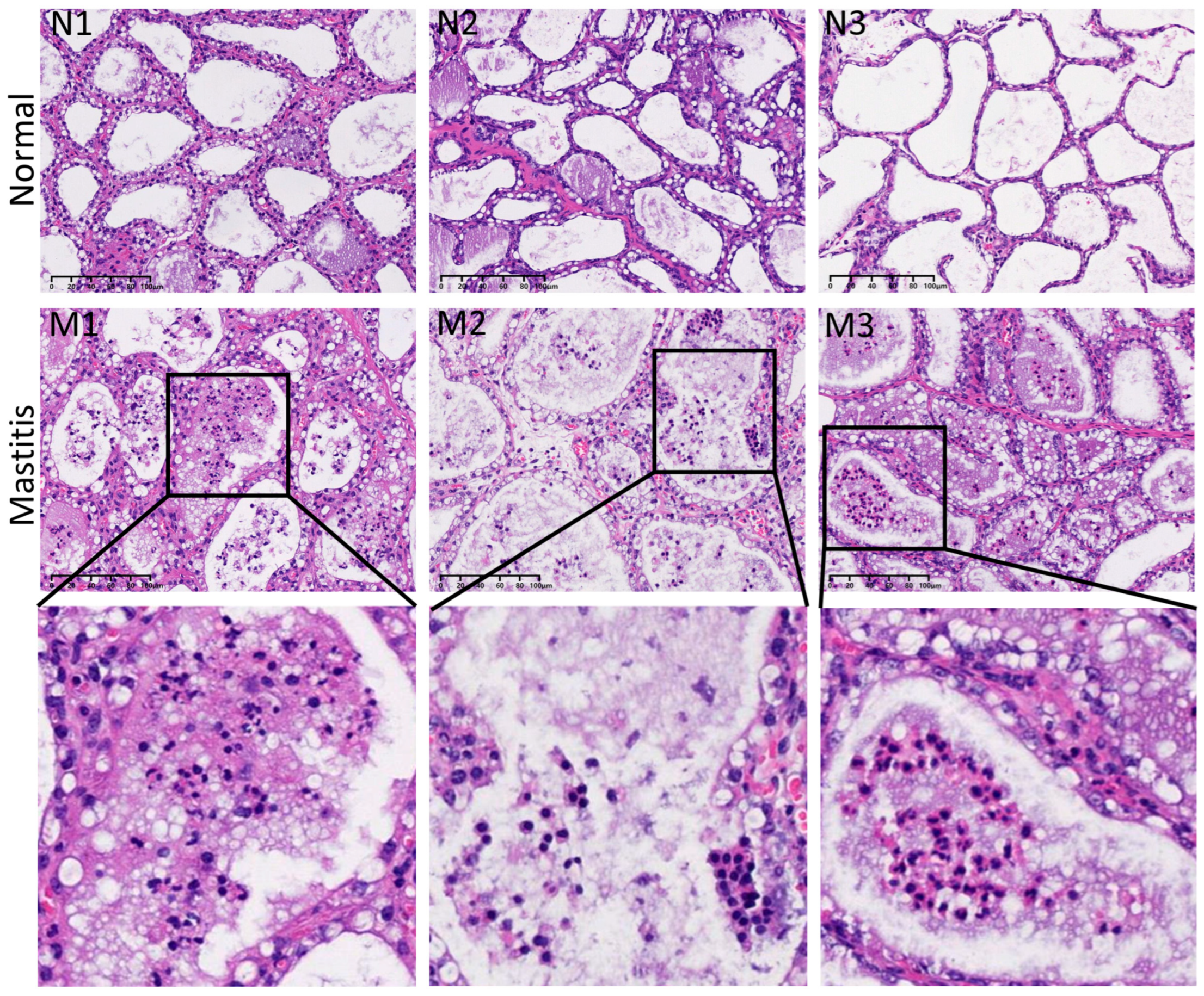 Microorganisms 13 02226 g001 Microorganisms 13 02226 g001