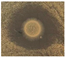 Microorganisms 13 02240 i003 Microorganisms 13 02240 i003