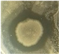 Microorganisms 13 02240 i009 Microorganisms 13 02240 i009