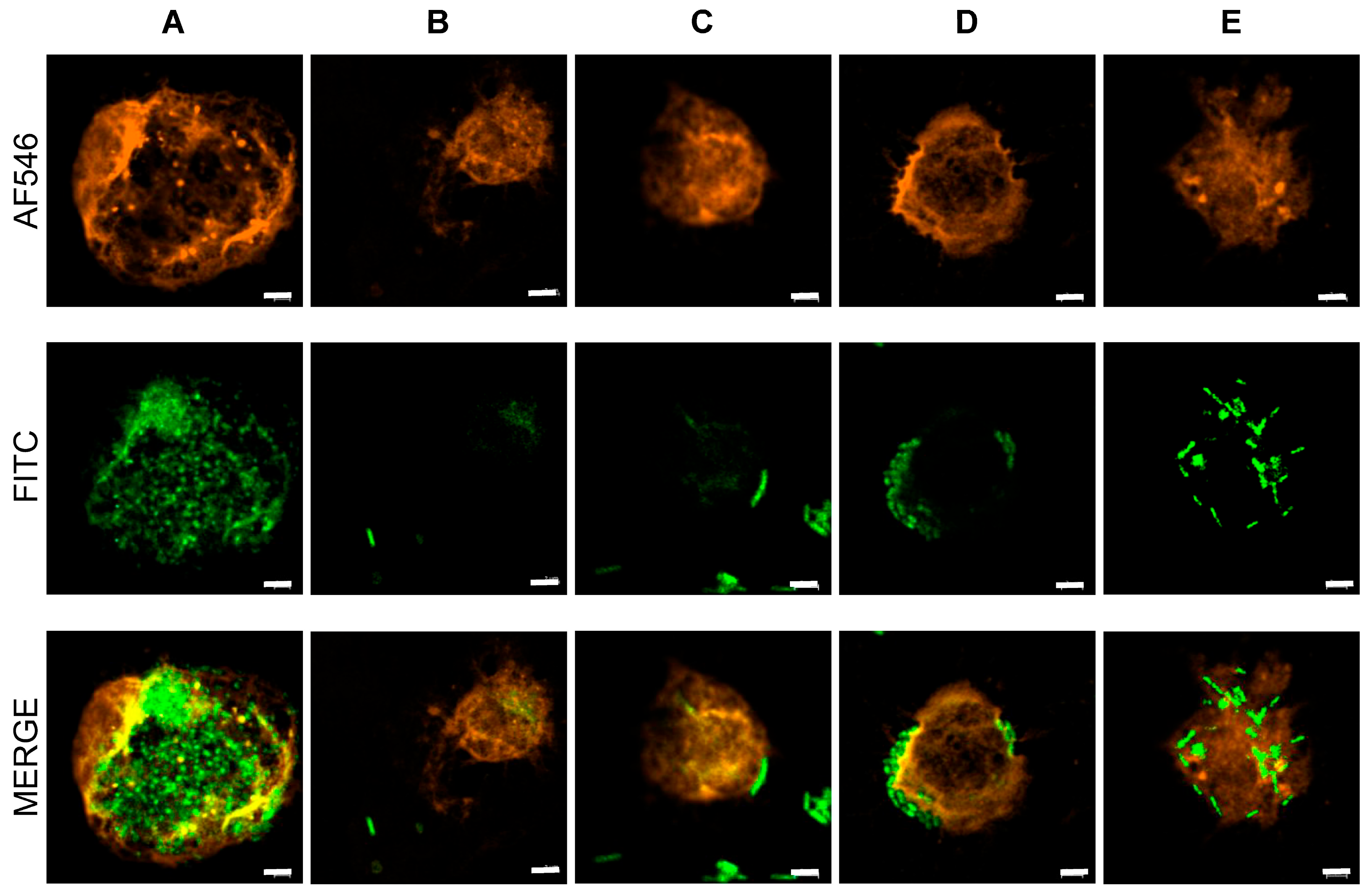 Microorganisms 13 02261 g001 Microorganisms 13 02261 g001