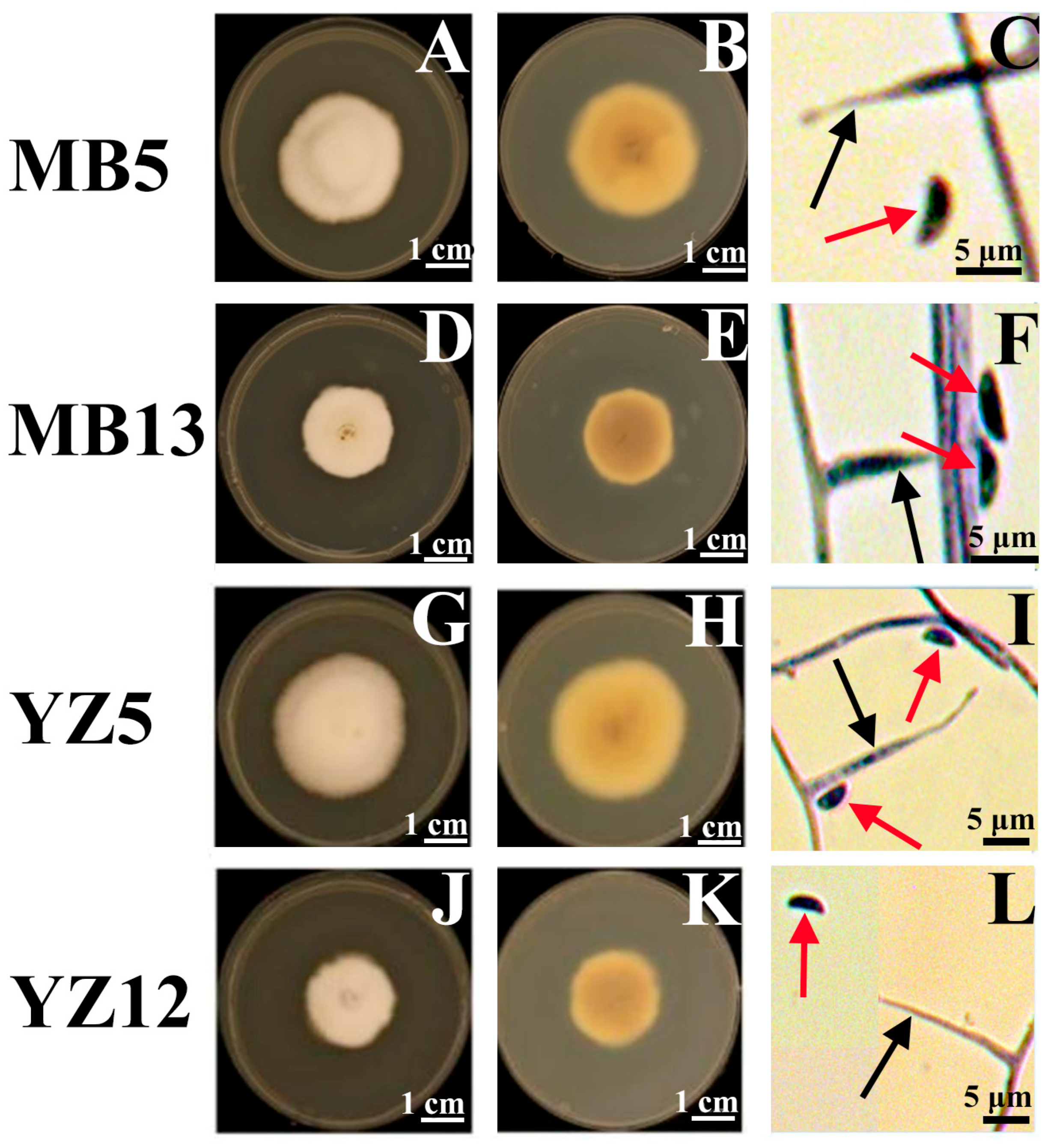 Microorganisms 13 02275 g001