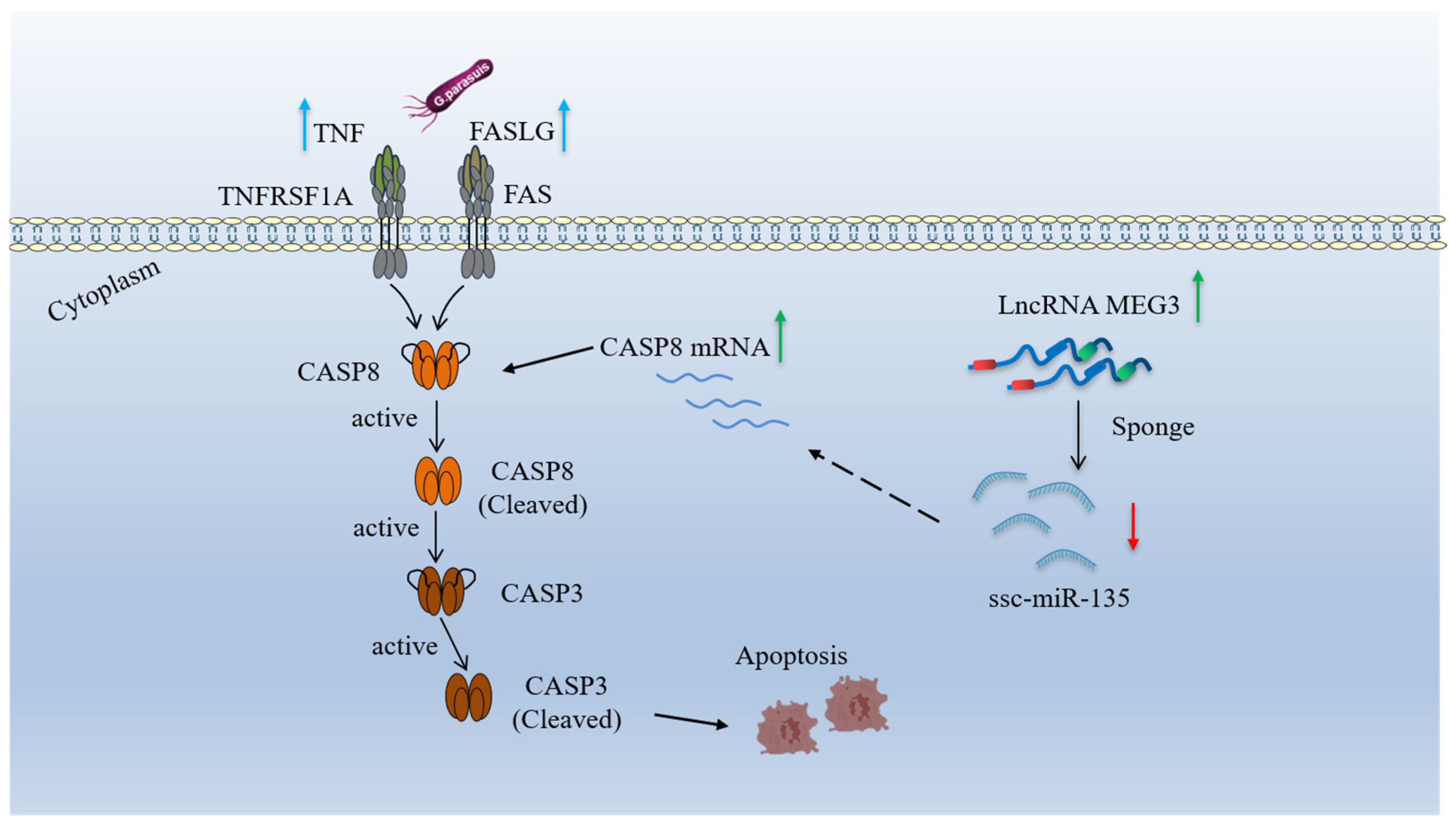 Microorganisms 13 02287 g008