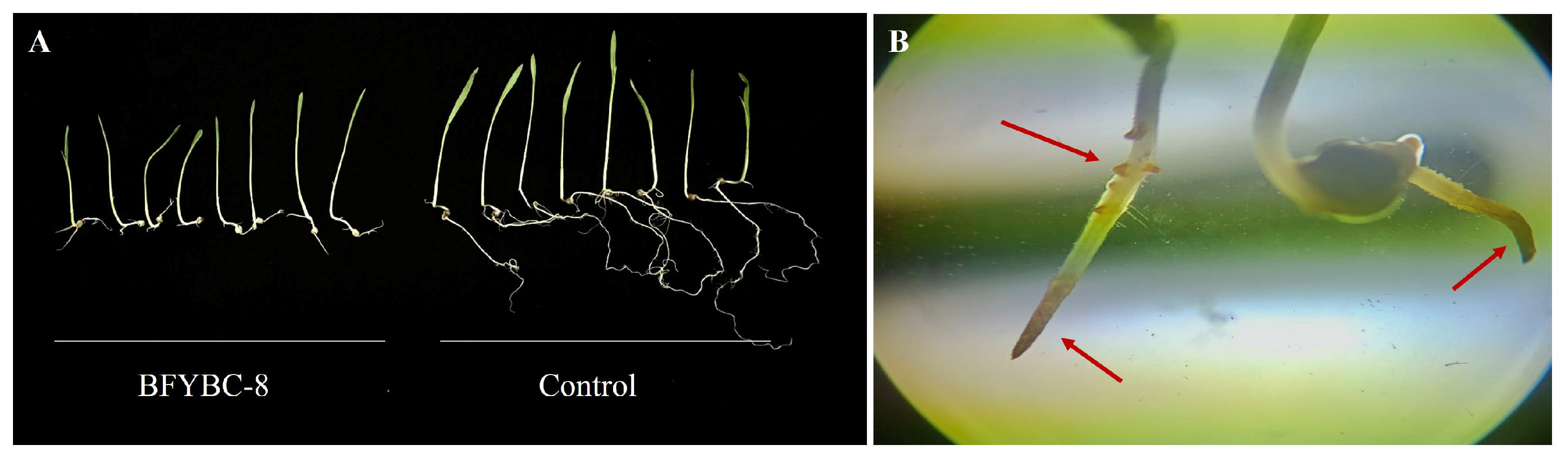 Microorganisms 13 02293 g001 Microorganisms 13 02293 g001