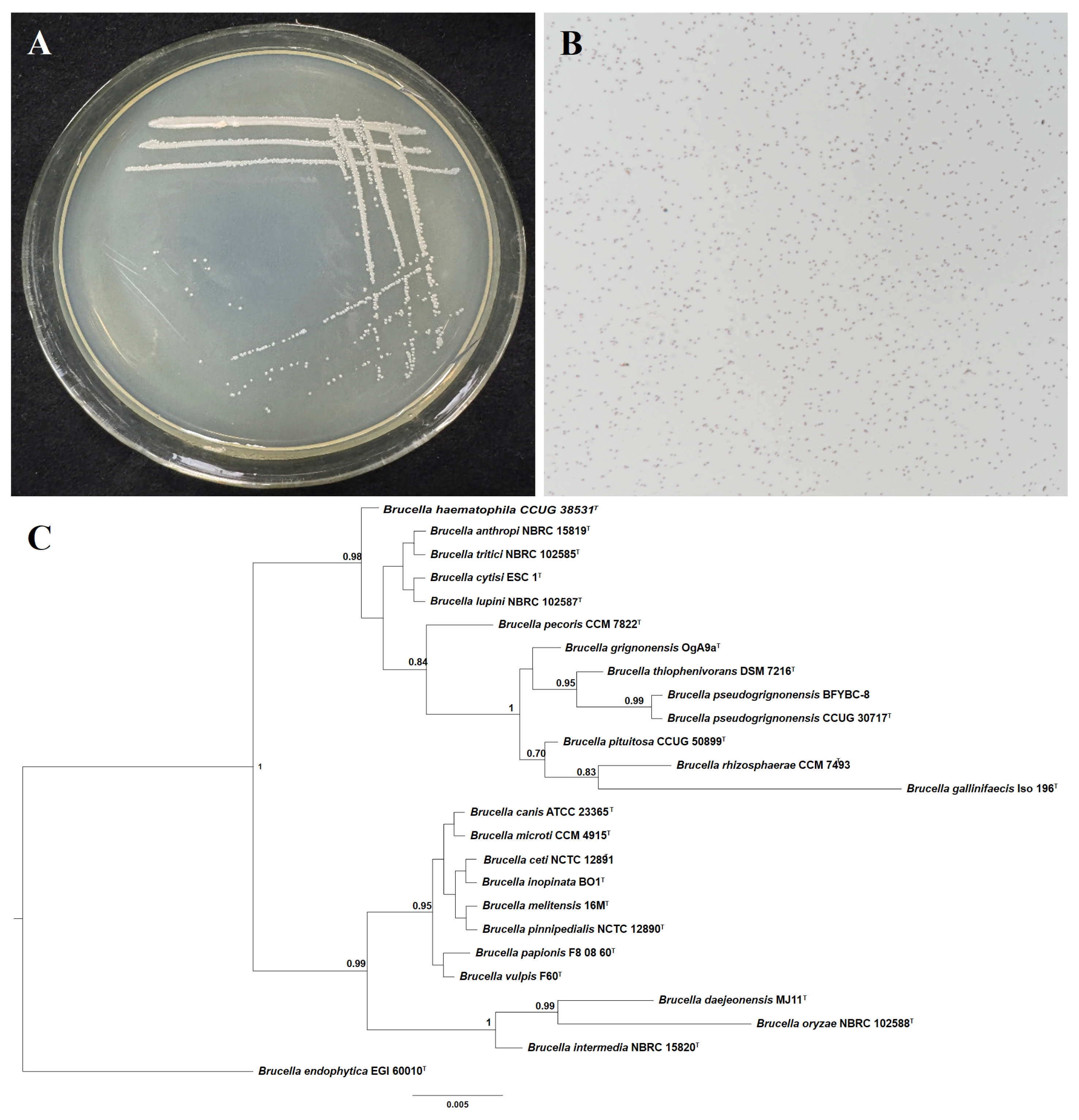 Microorganisms 13 02293 g002 Microorganisms 13 02293 g002