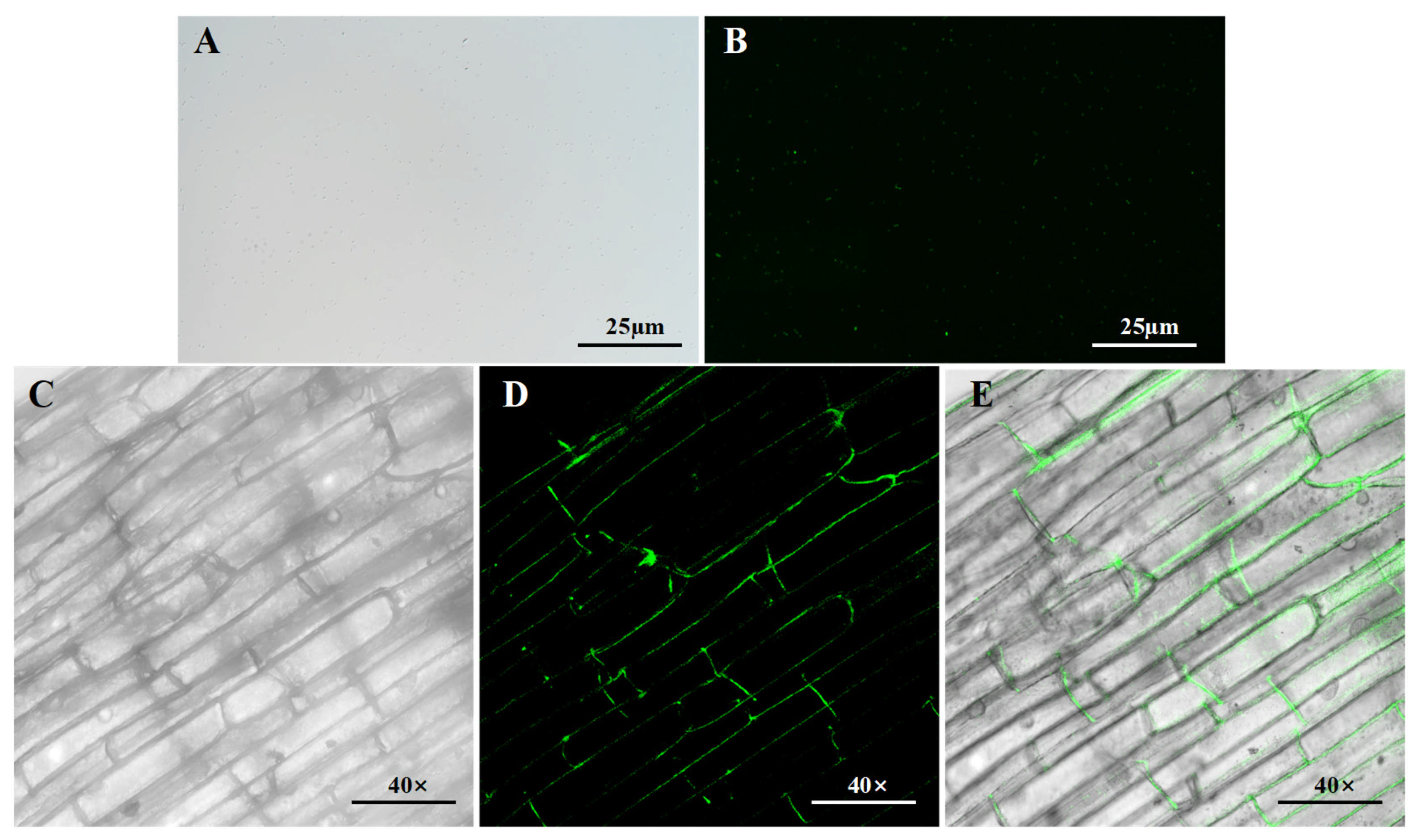 Microorganisms 13 02293 g004 Microorganisms 13 02293 g004