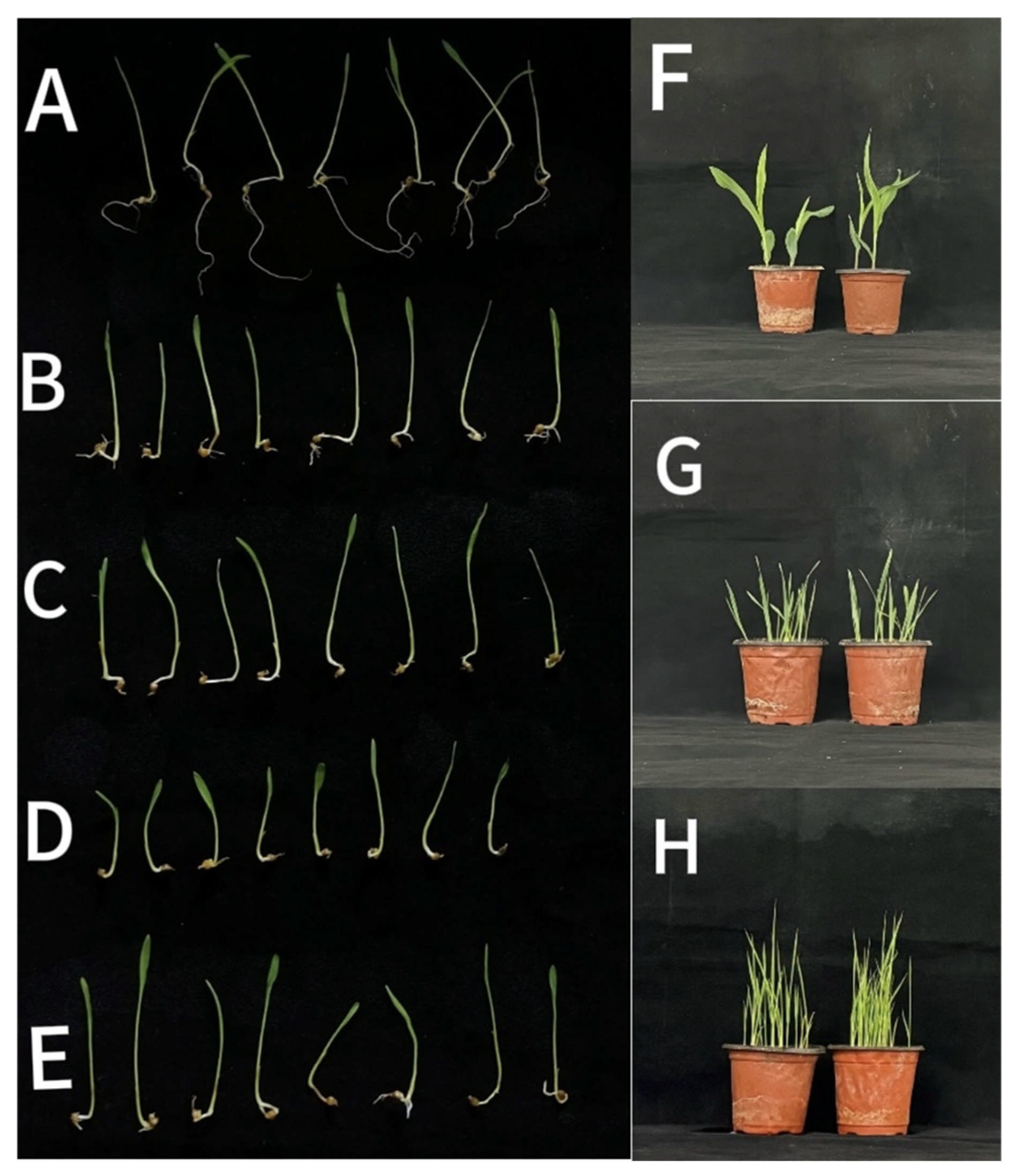 Microorganisms 13 02293 g005 Microorganisms 13 02293 g005