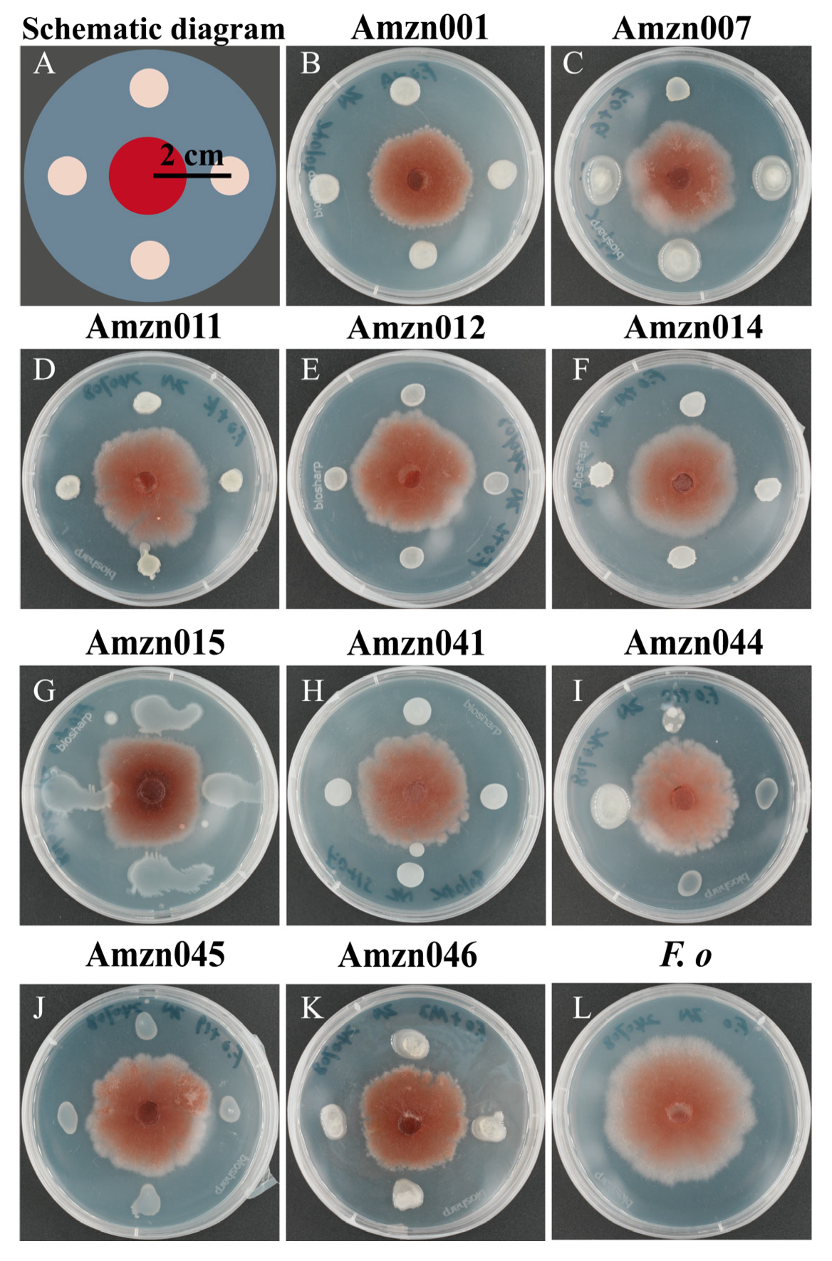 Microorganisms 13 02300 g001