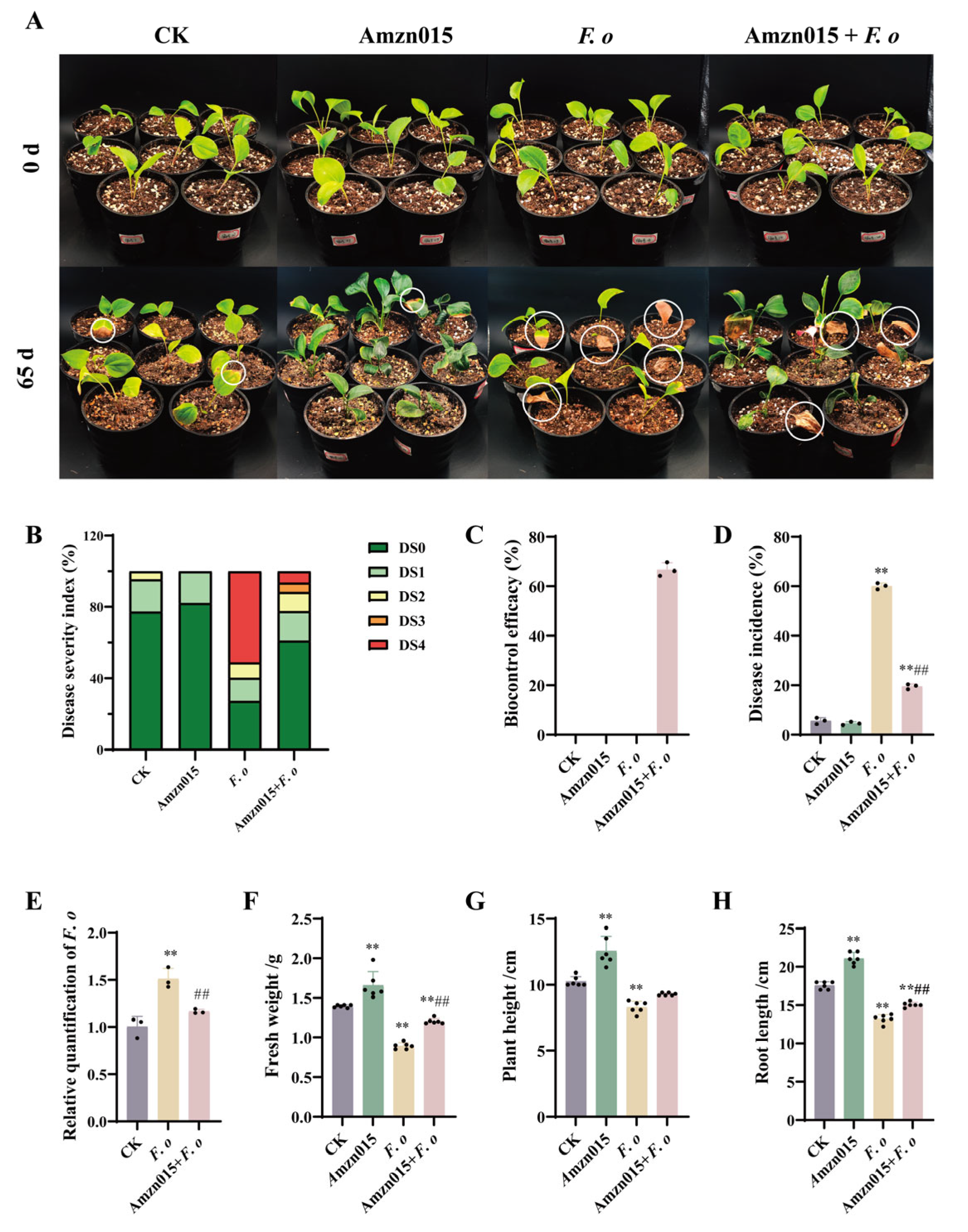 Microorganisms 13 02300 g006