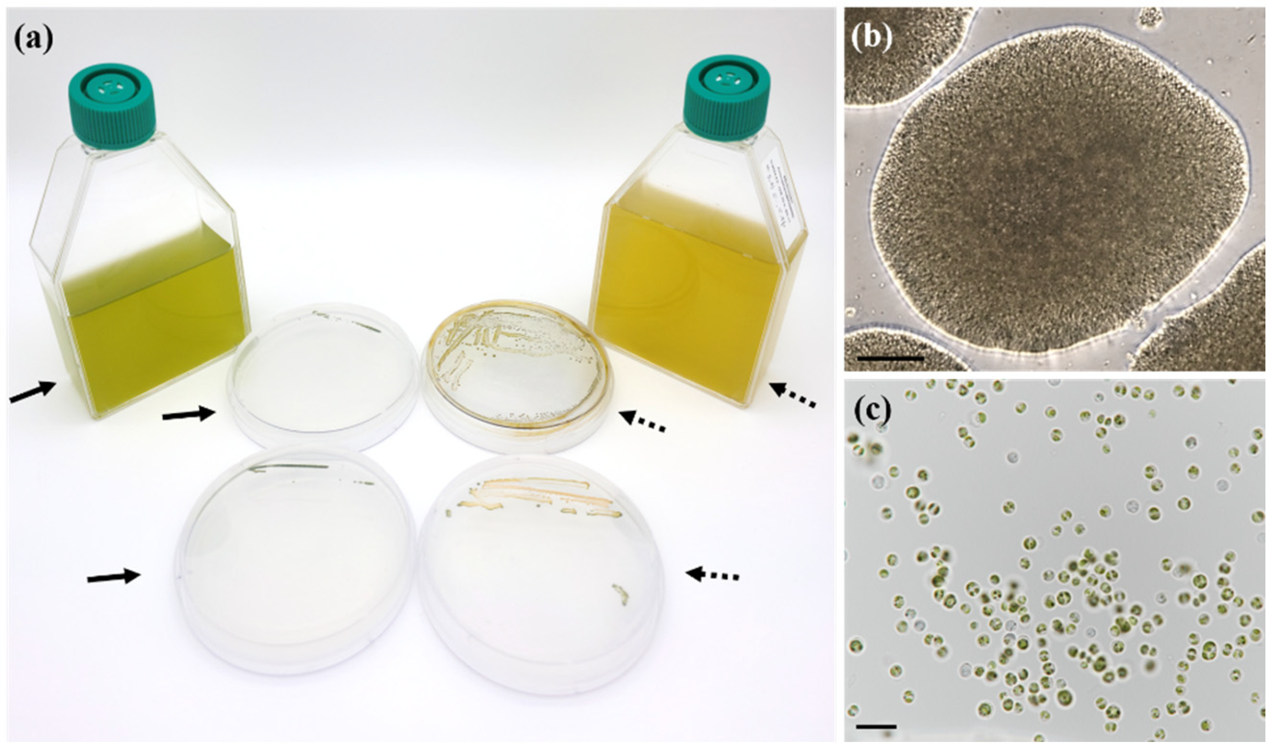 Microorganisms 13 02322 g002 Microorganisms 13 02322 g002
