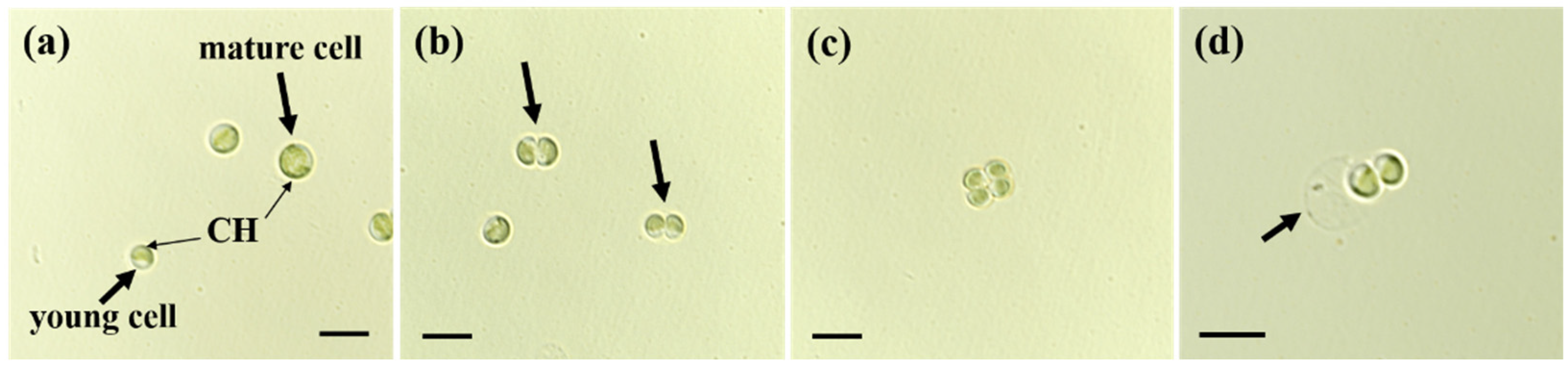 Microorganisms 13 02322 g003 Microorganisms 13 02322 g003