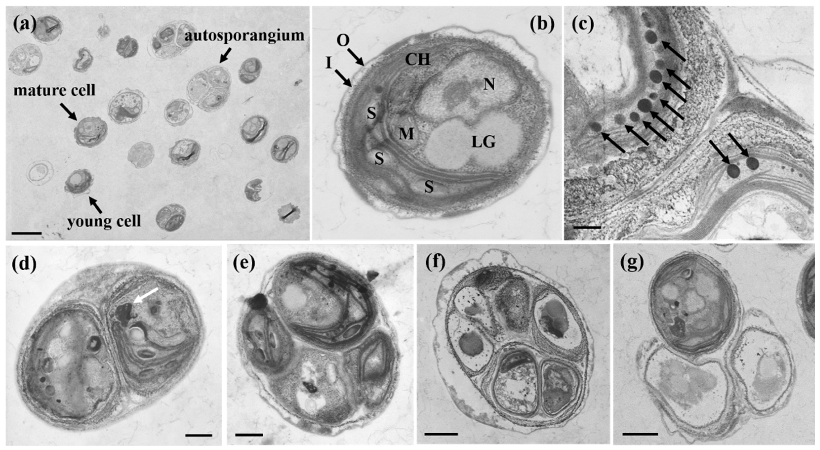 Microorganisms 13 02322 g005 Microorganisms 13 02322 g005