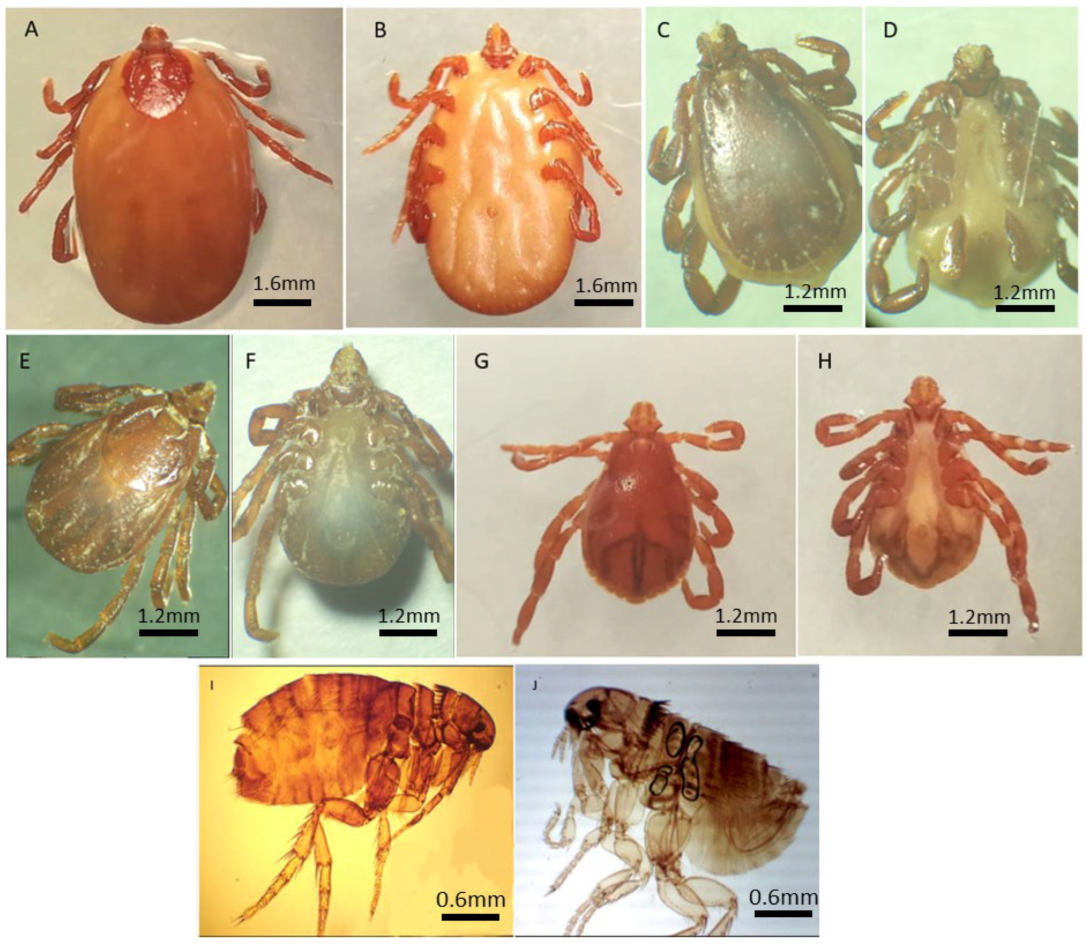 Microorganisms 13 02338 g002