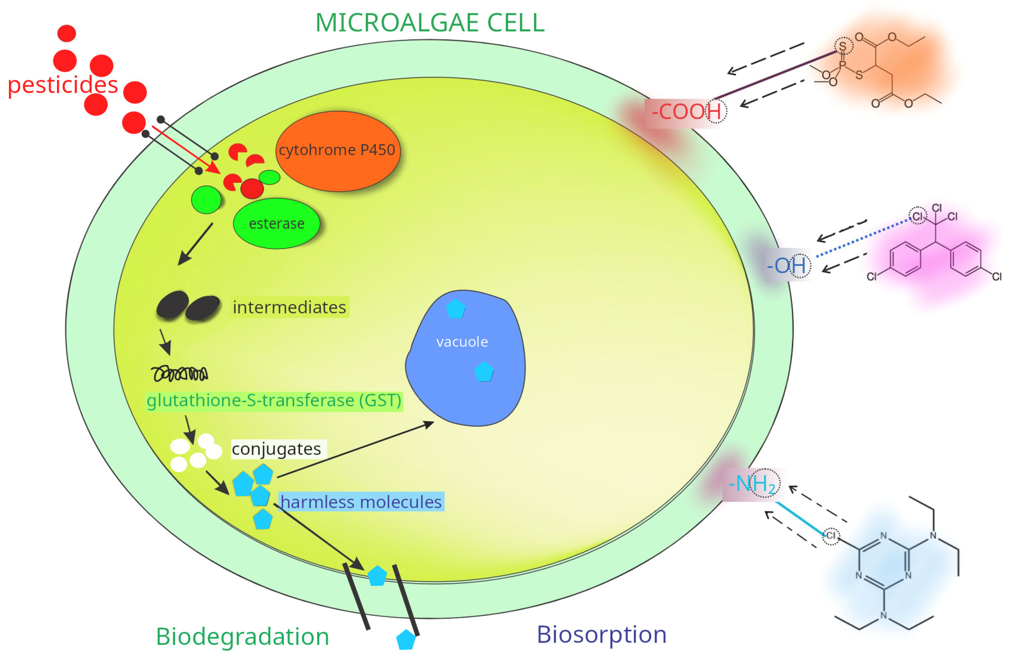 Microorganisms 13 02404 g002