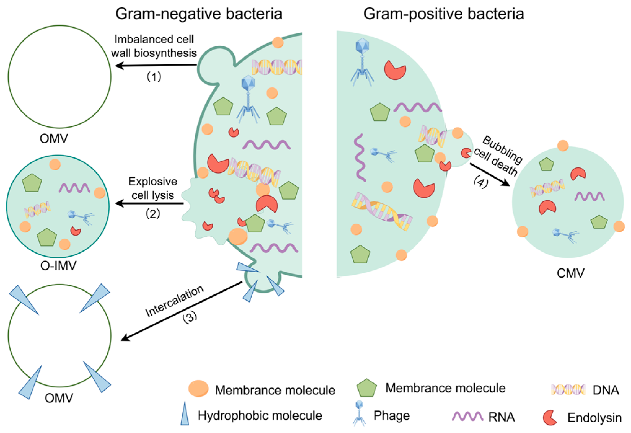 Microorganisms 13 02413 g003