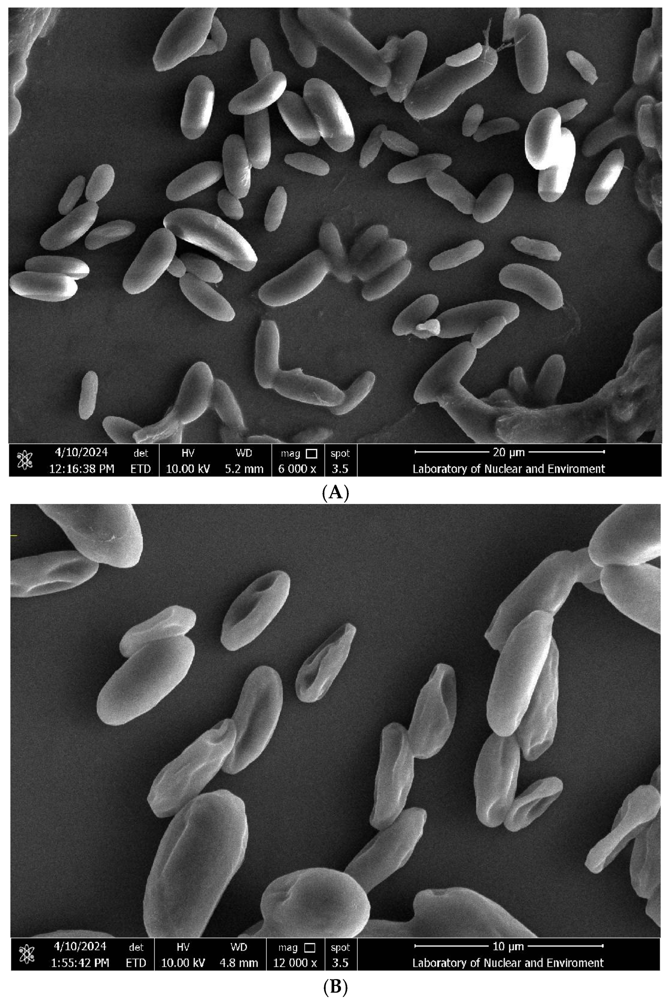 Microorganisms 13 02430 g002a