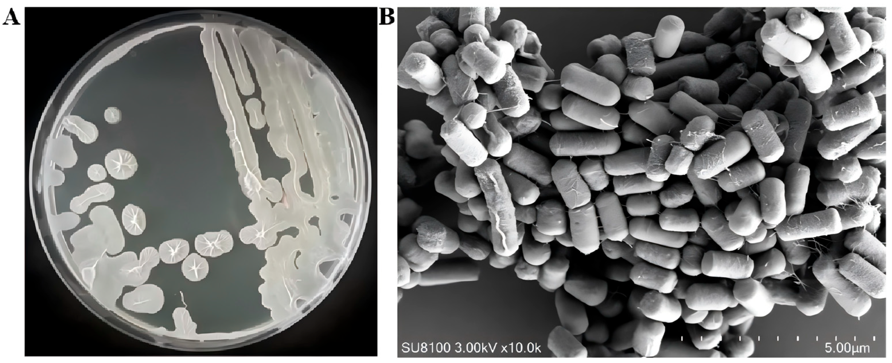 Microorganisms 13 02430 g003