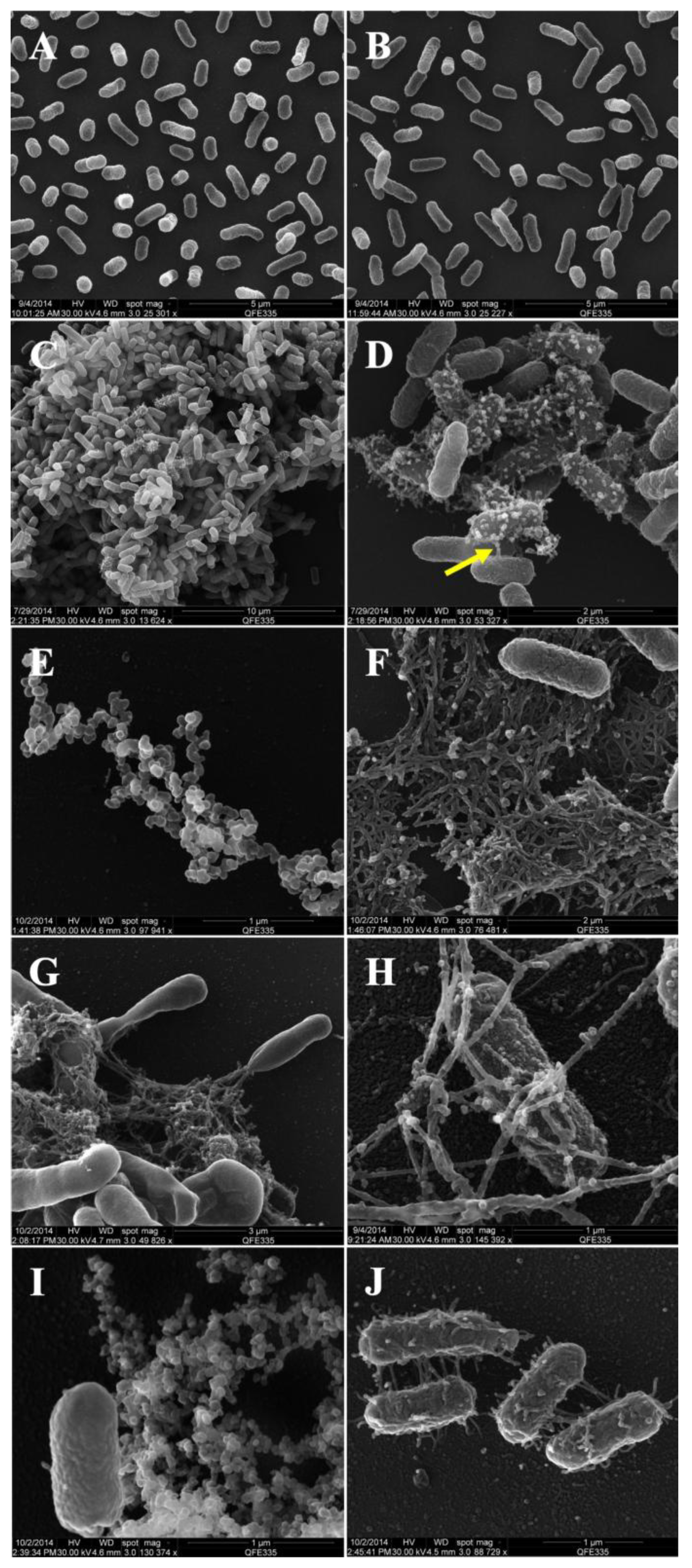 Microorganisms 13 02432 g002 Microorganisms 13 02432 g002