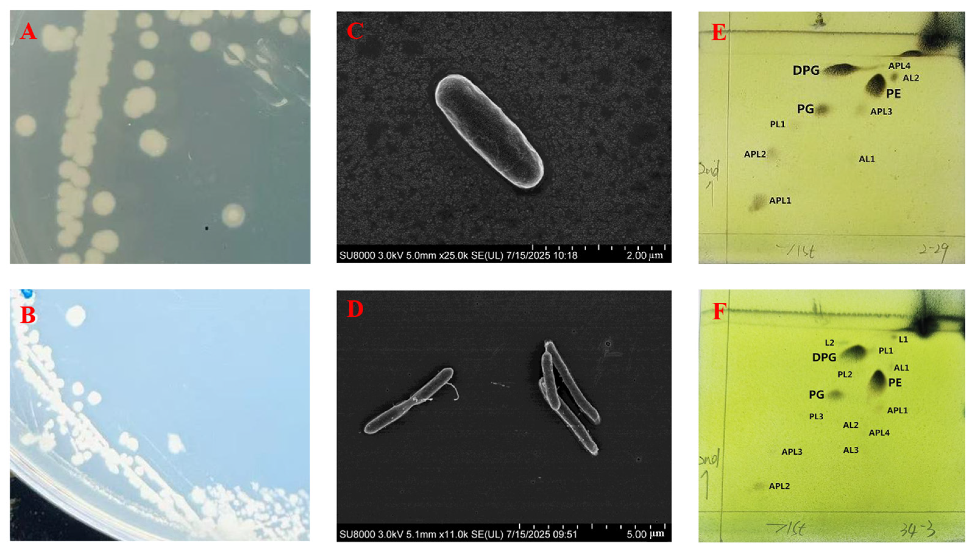 Microorganisms 13 02437 g001