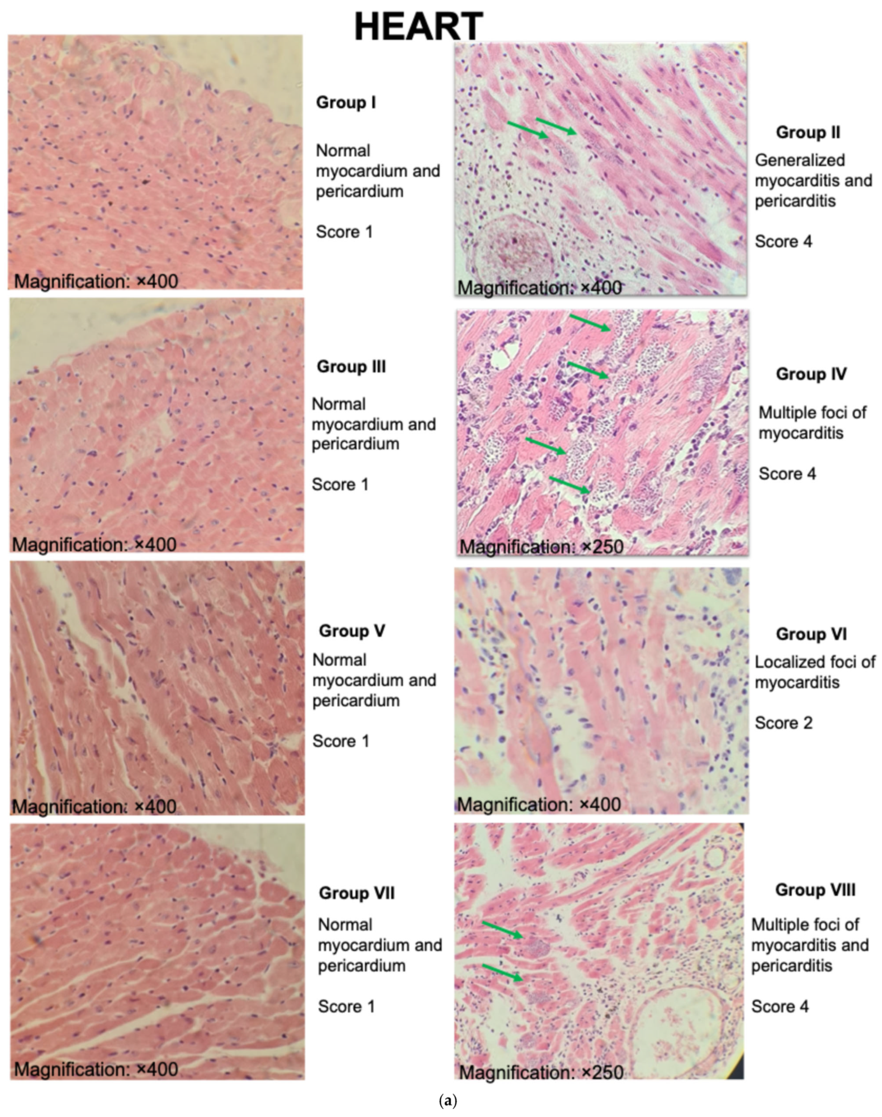 Microorganisms 13 02447 g009a
