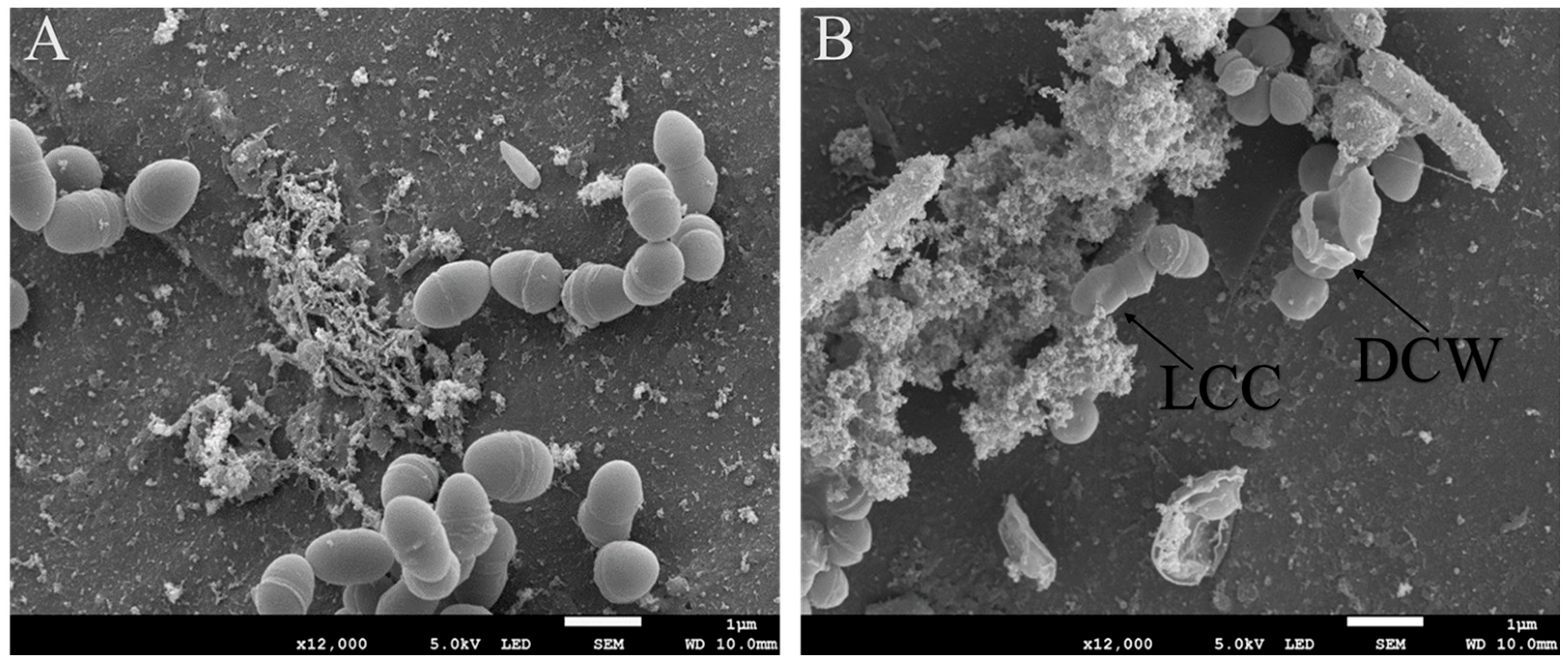 Microorganisms 13 02467 g002