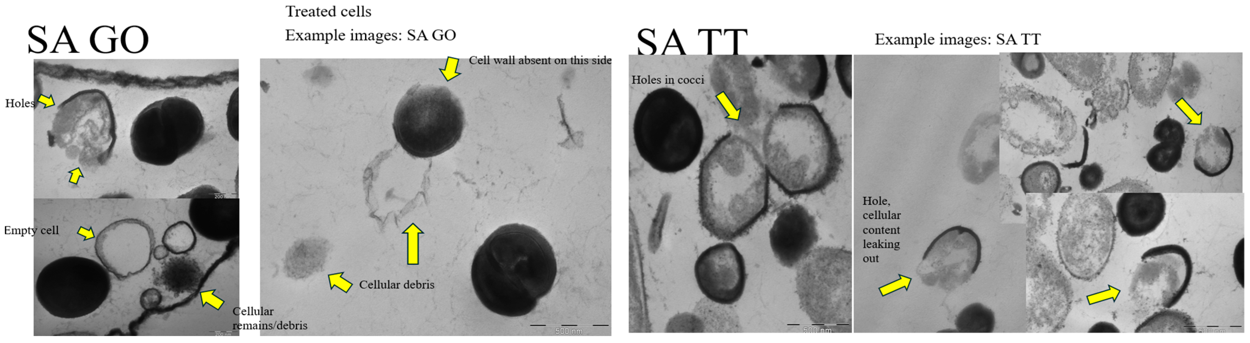 Microorganisms 13 02467 g003