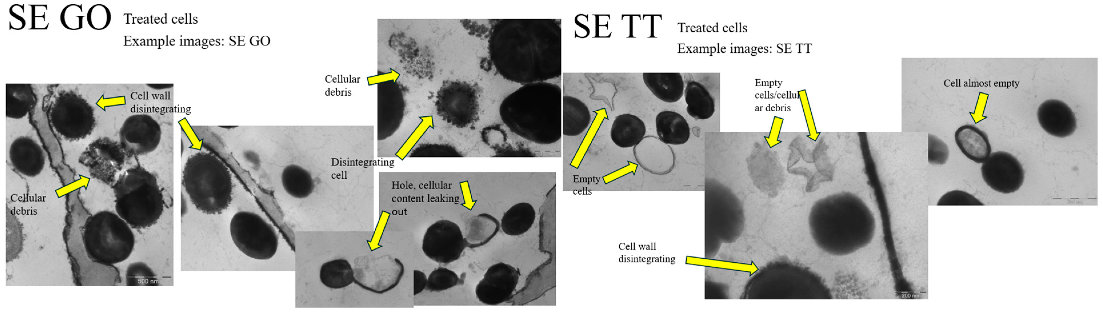 Microorganisms 13 02467 g004