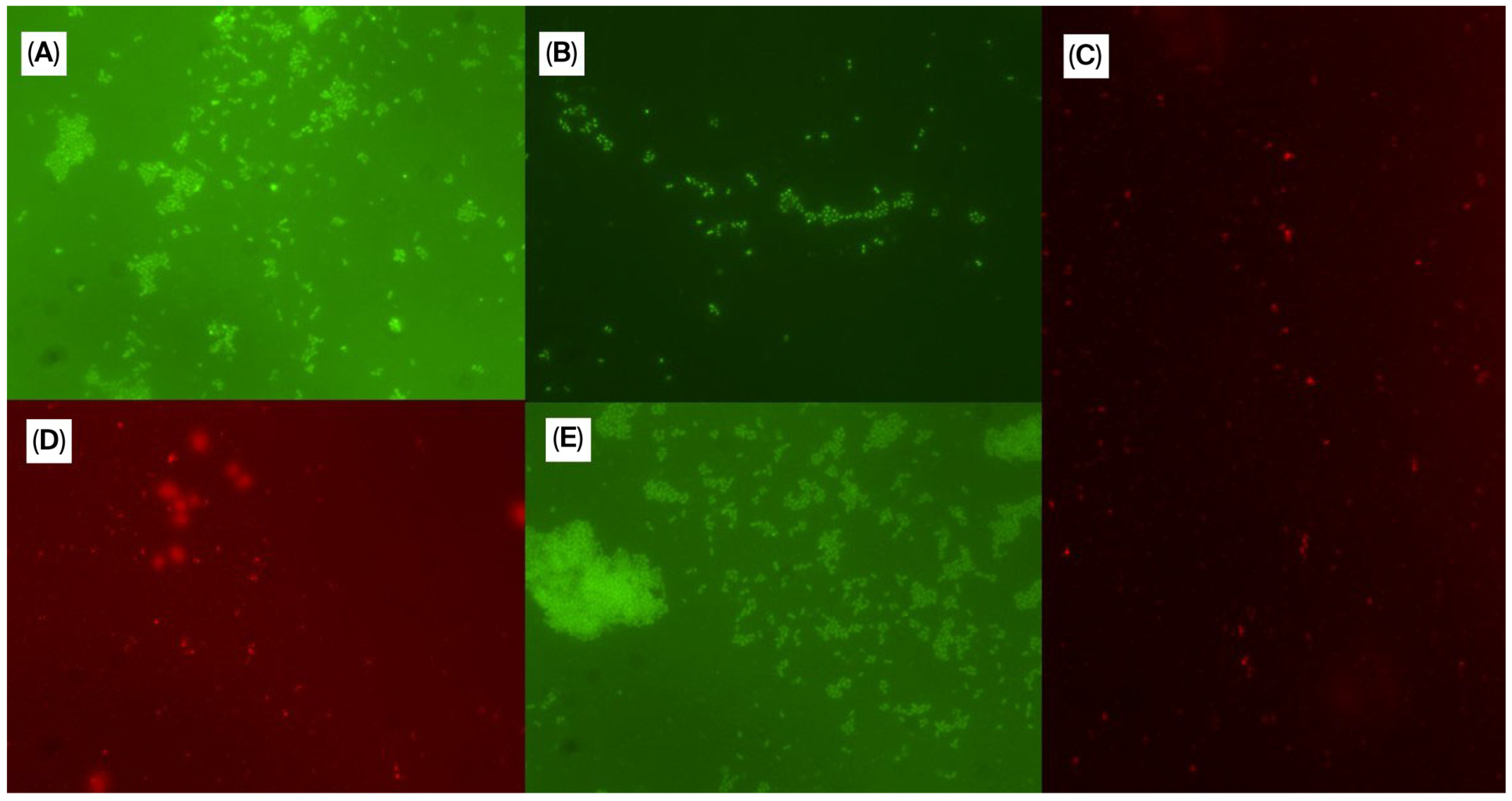 Microorganisms 13 02472 g002