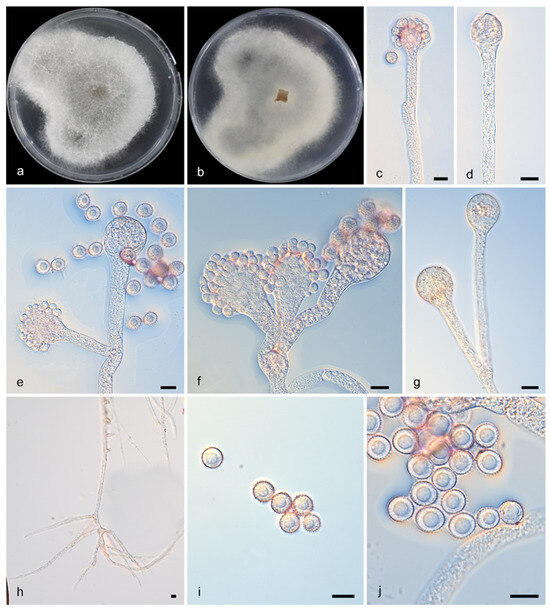 Microorganisms 13 02508 g002