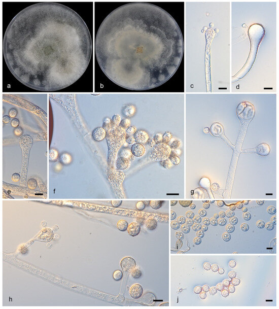 Microorganisms 13 02508 g003