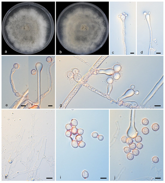 Microorganisms 13 02508 g004
