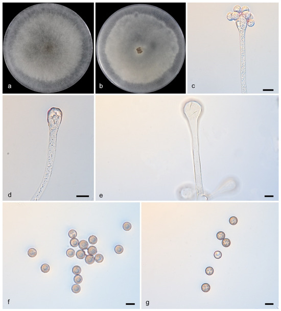 Microorganisms 13 02508 g005