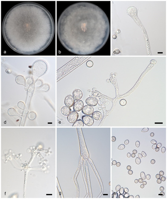 Microorganisms 13 02508 g006