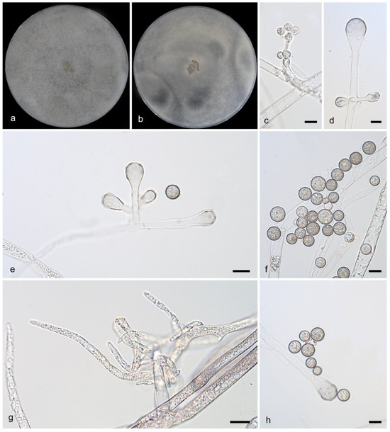 Microorganisms 13 02508 g007